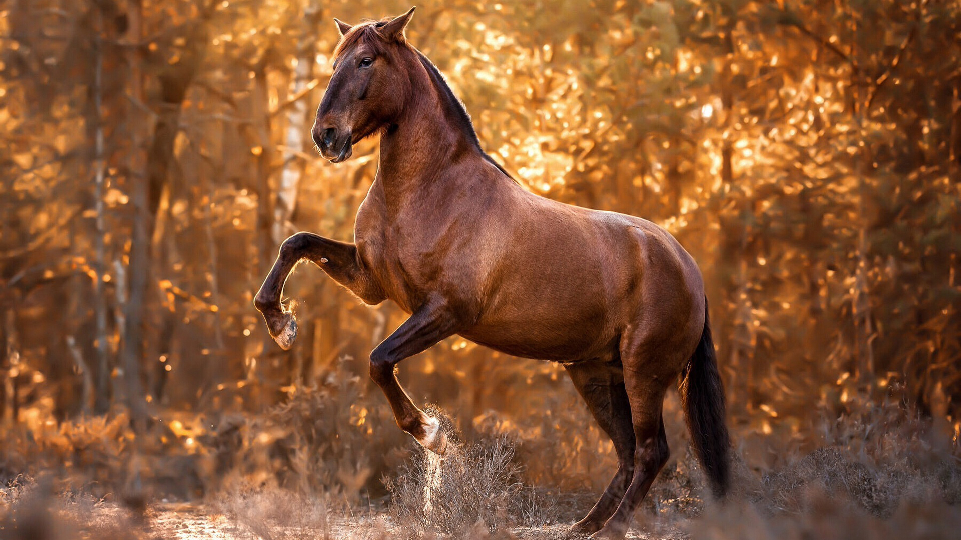 Brown Horse Is Standing On Two Legs On Water In Forest Wallpaper 2K Horse