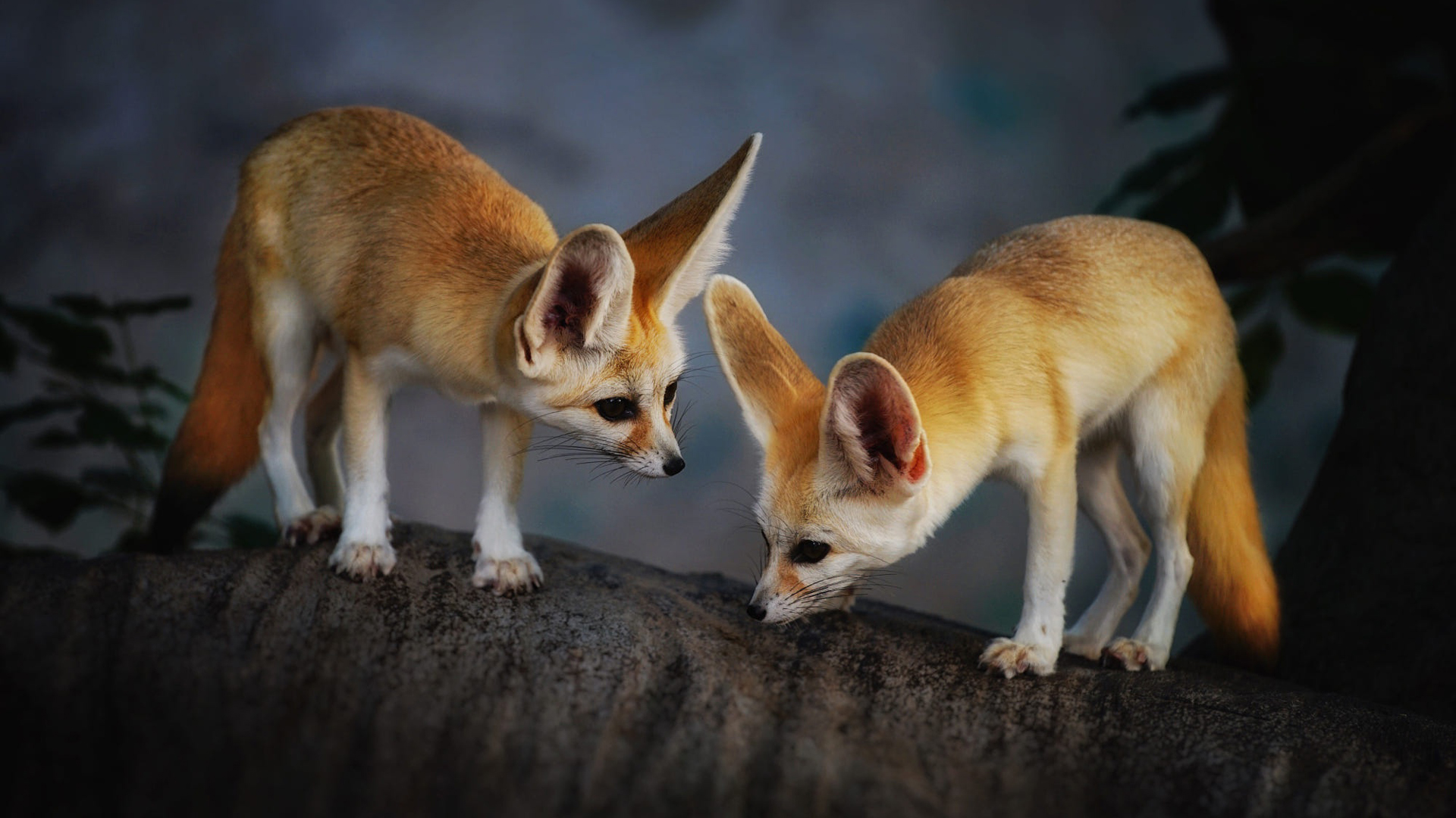 Two Fennec Foxes Are Standing On Tree Trunk 2K Fox