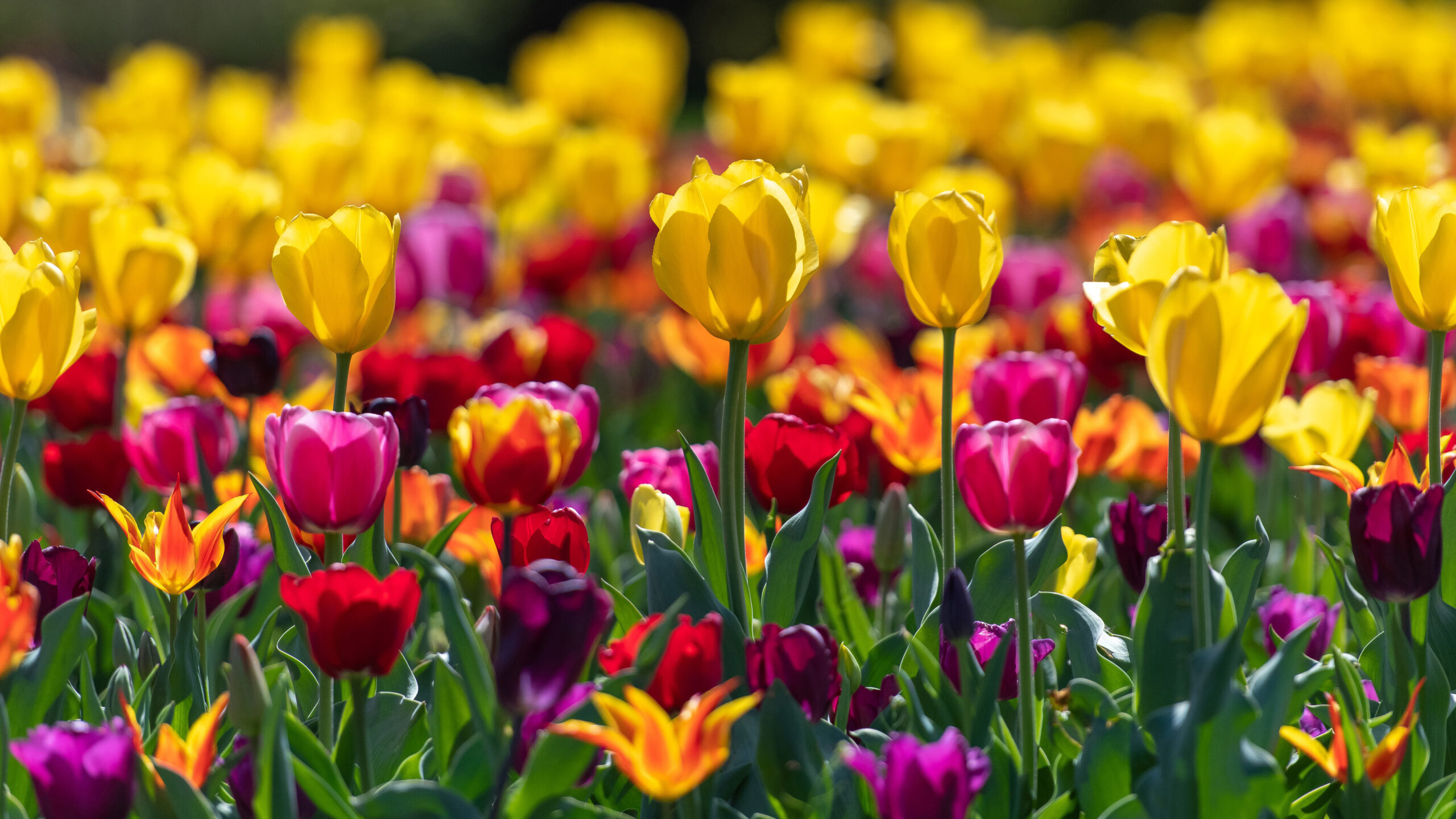 Yellow Pink Purple Tulip Flowers Field In Blur Yellow Flowers Wallpaper K K 2K Spring