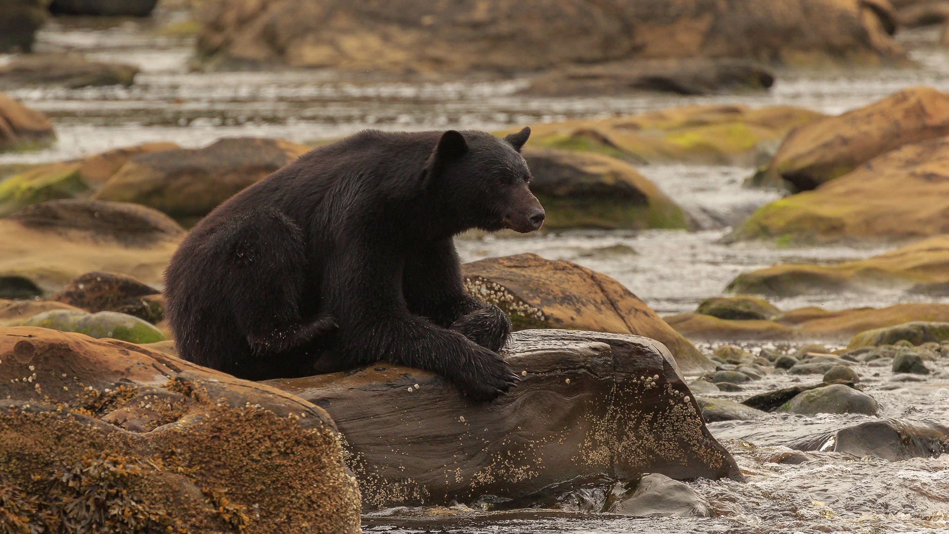 Black Bear Is Sitting On Rock Stone Near Water 2K Animals