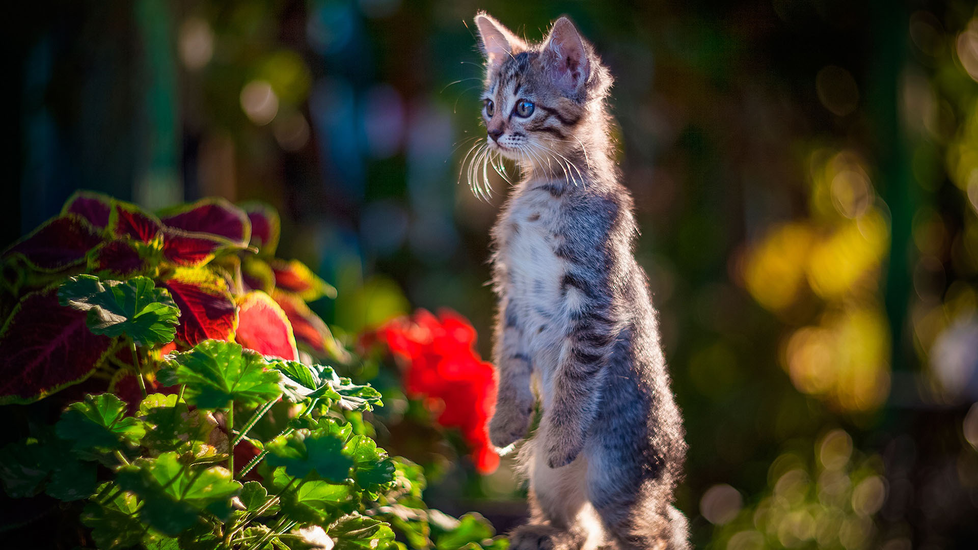 Funny Cat Kitten Is Standing With Stare Look In Blur Bokeh Wallpaper 2K Funny Cat