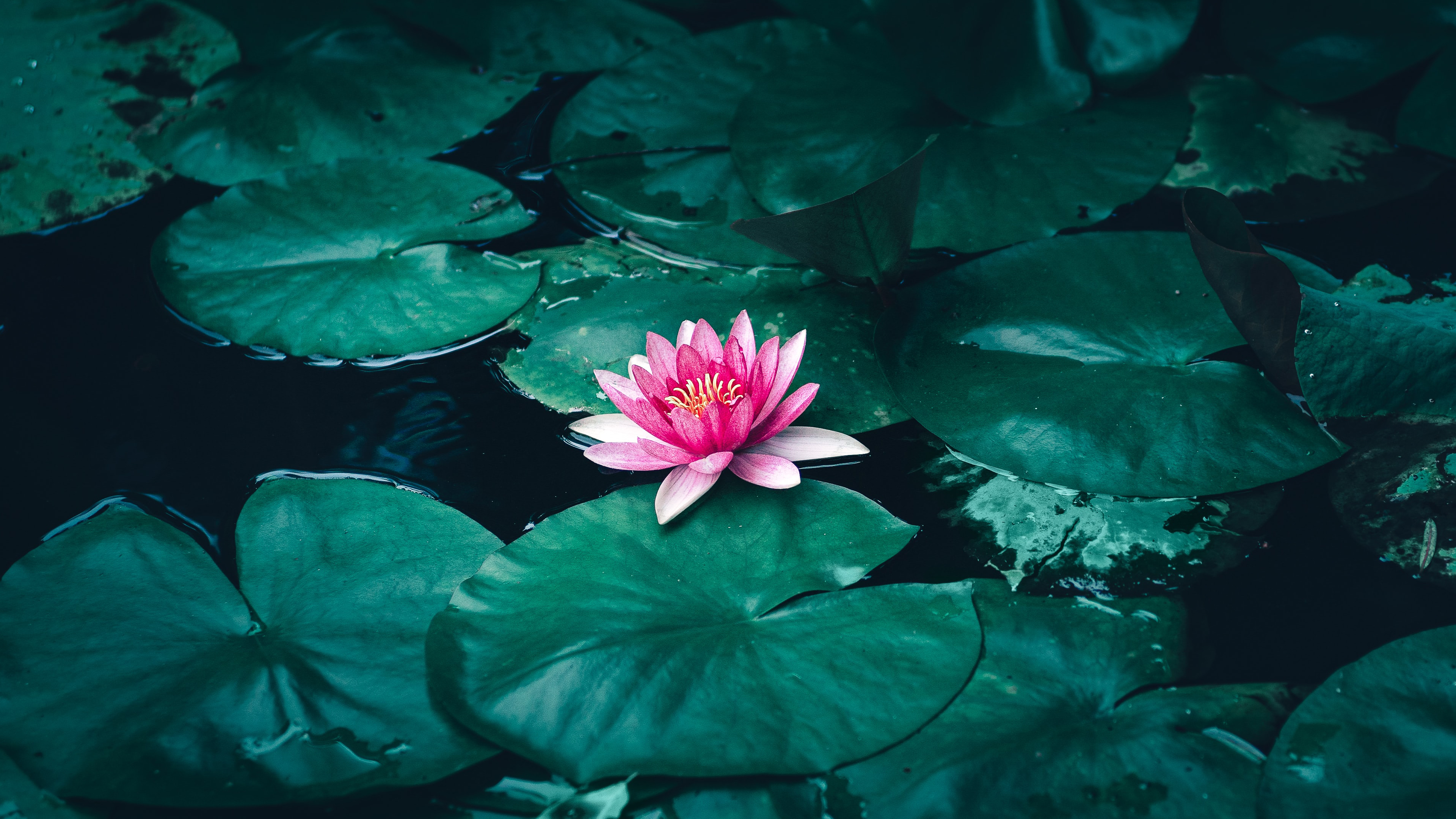 Lotus Flower in Water K