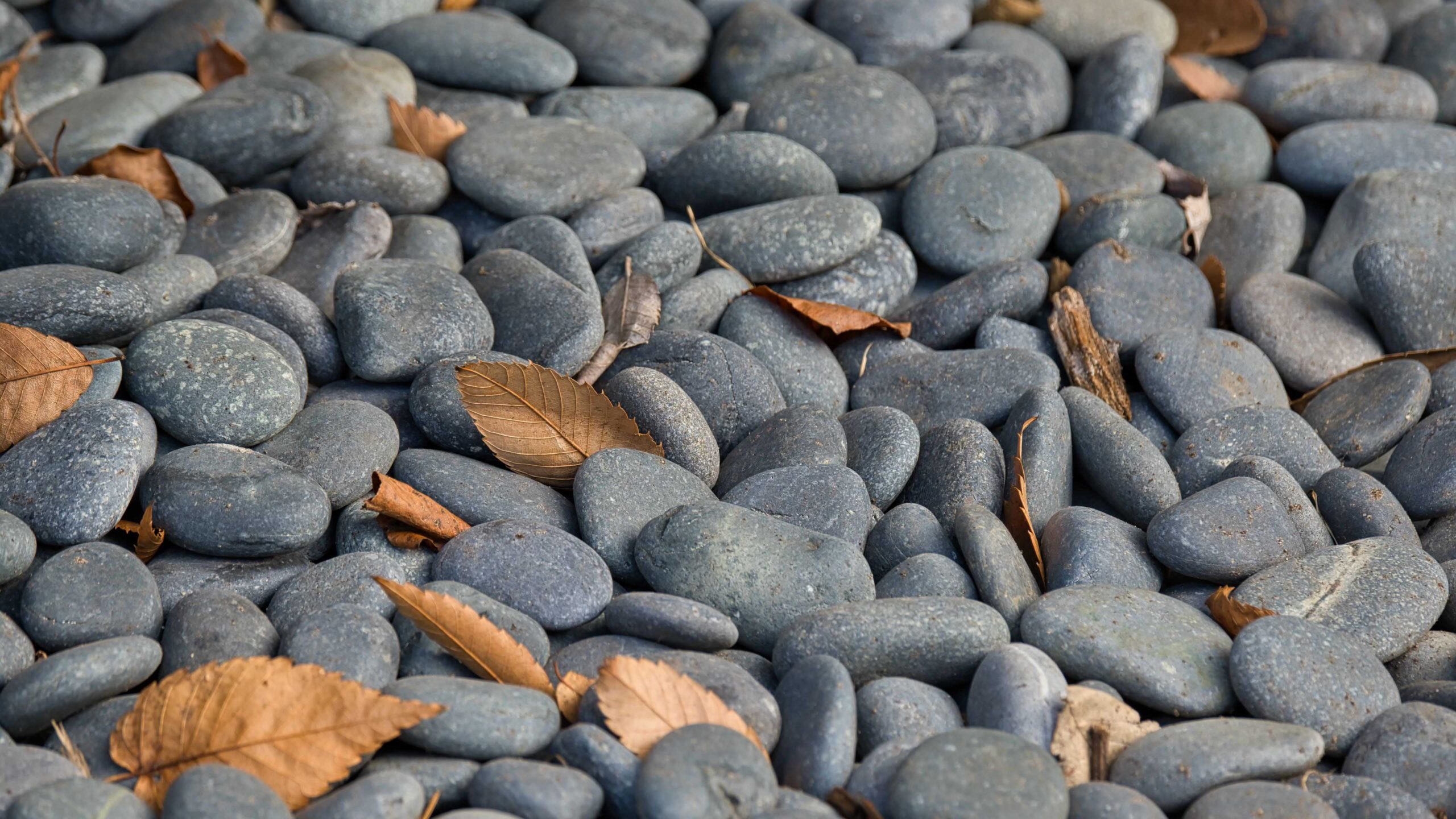 Stones Pebbles Dry Leaves K 2K Nature