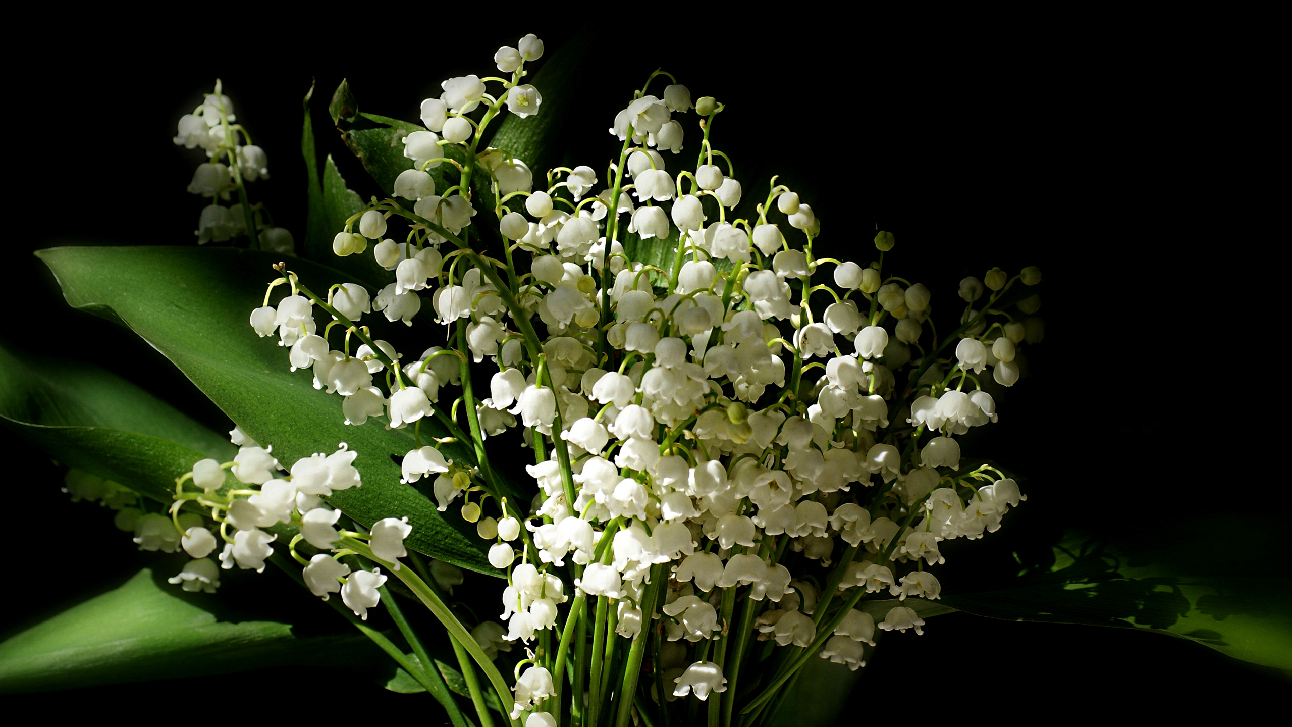 White Lily Of The Valley Flowers Green Leaves In Black Wallpaper 2K Flowers