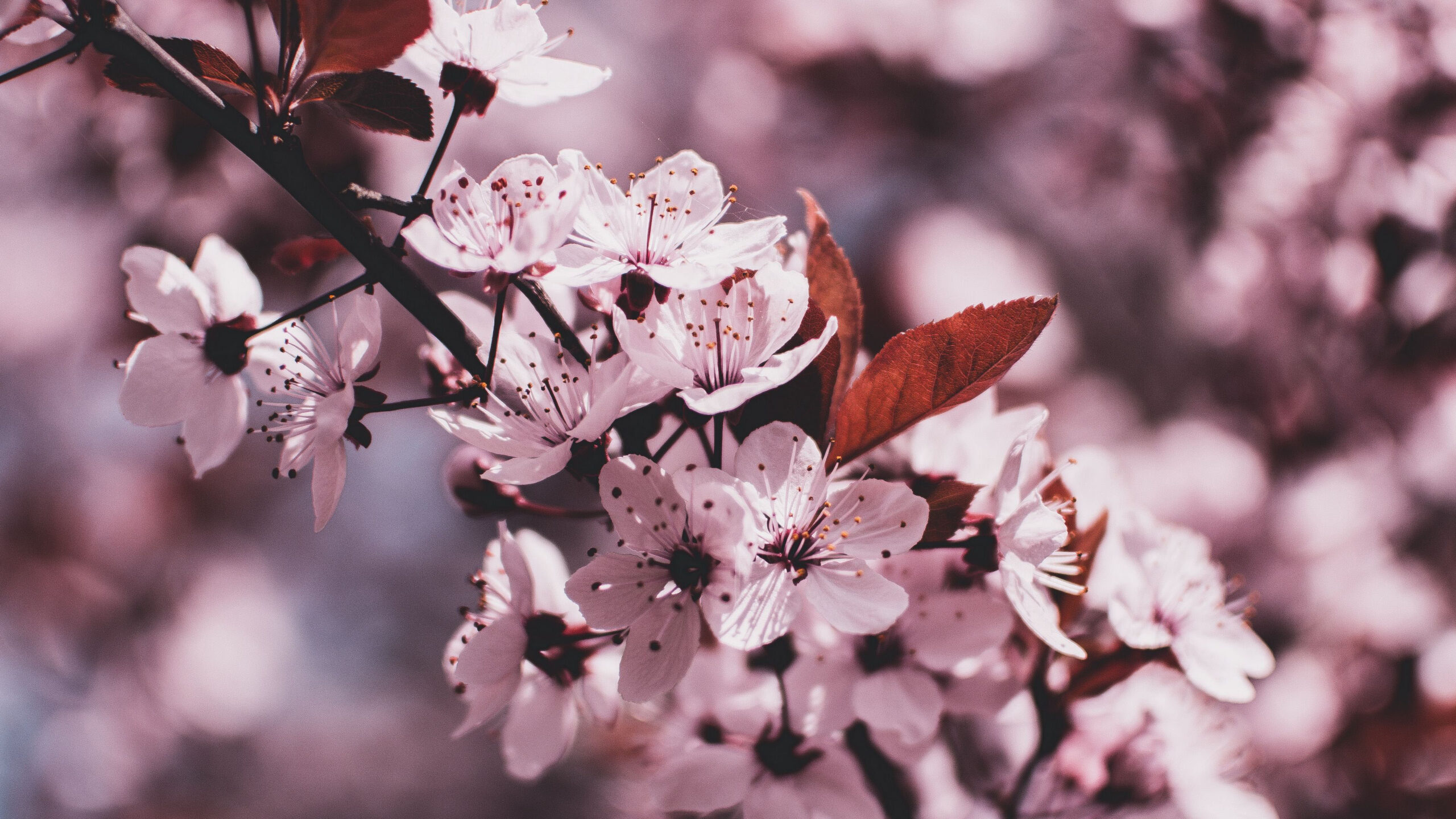 Beautiful Pink Spring Flowers In Blur Wallpaper K 2K Flowers