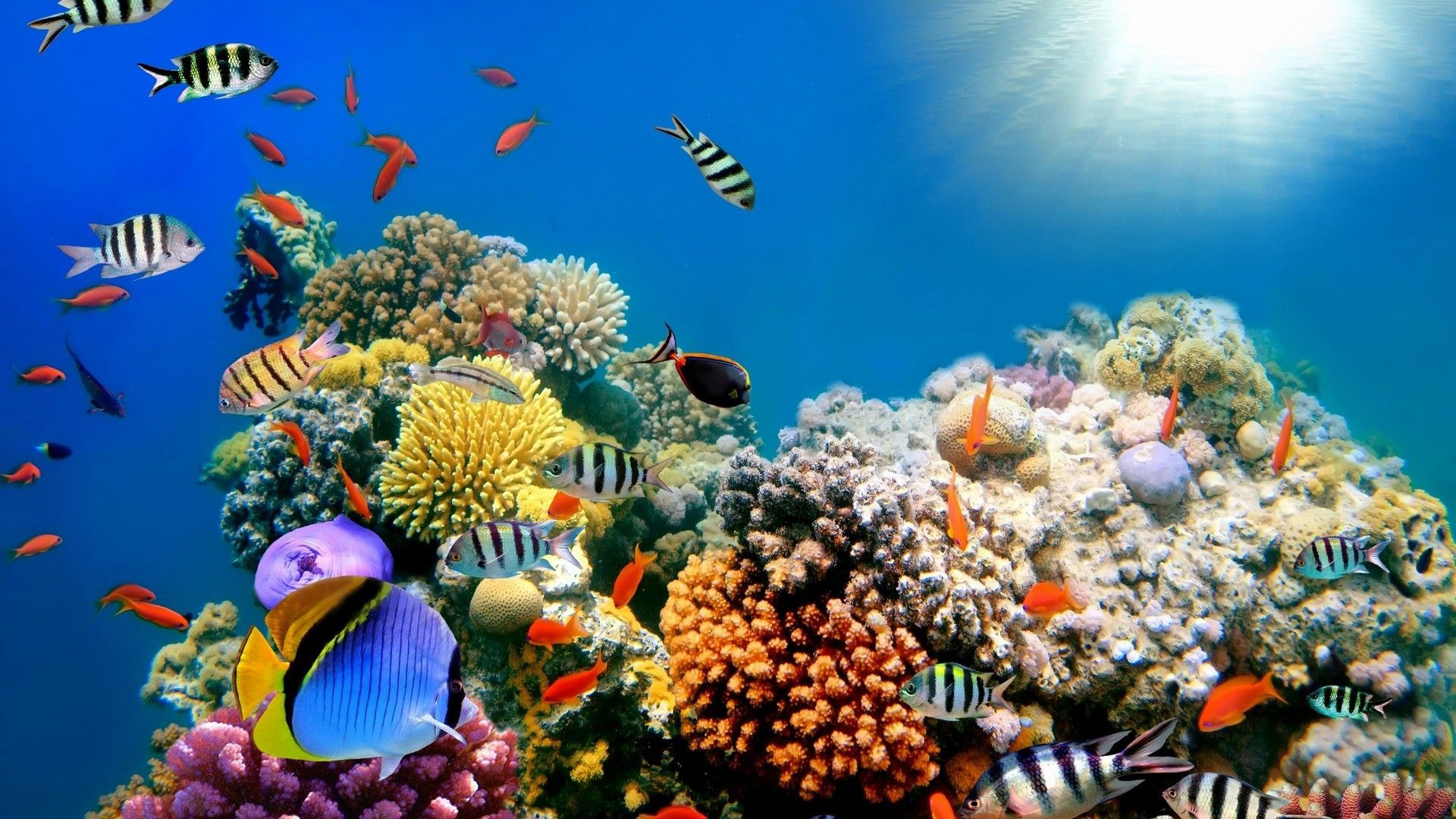 Colorful Shoal of Fishes Near Coral Reefs Under Sea 2K Animals