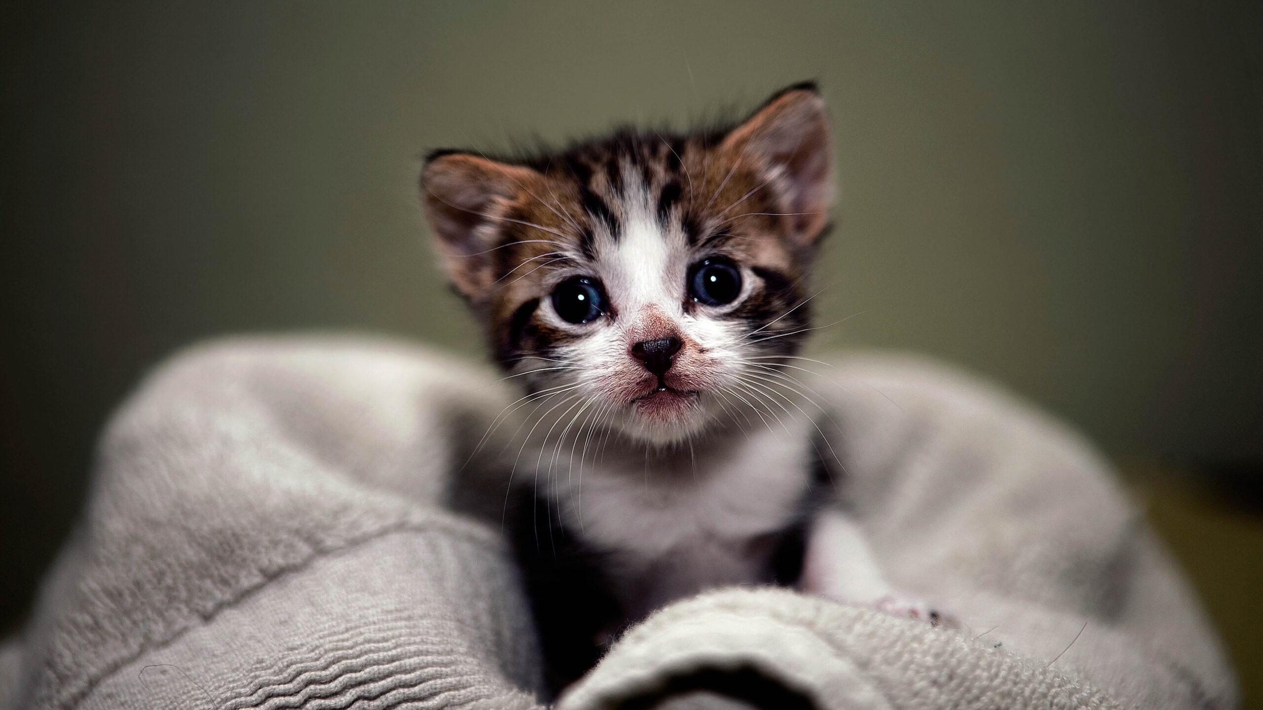 Tiny Brown Black White Cat Kitten On Cloth K 2K Kitten