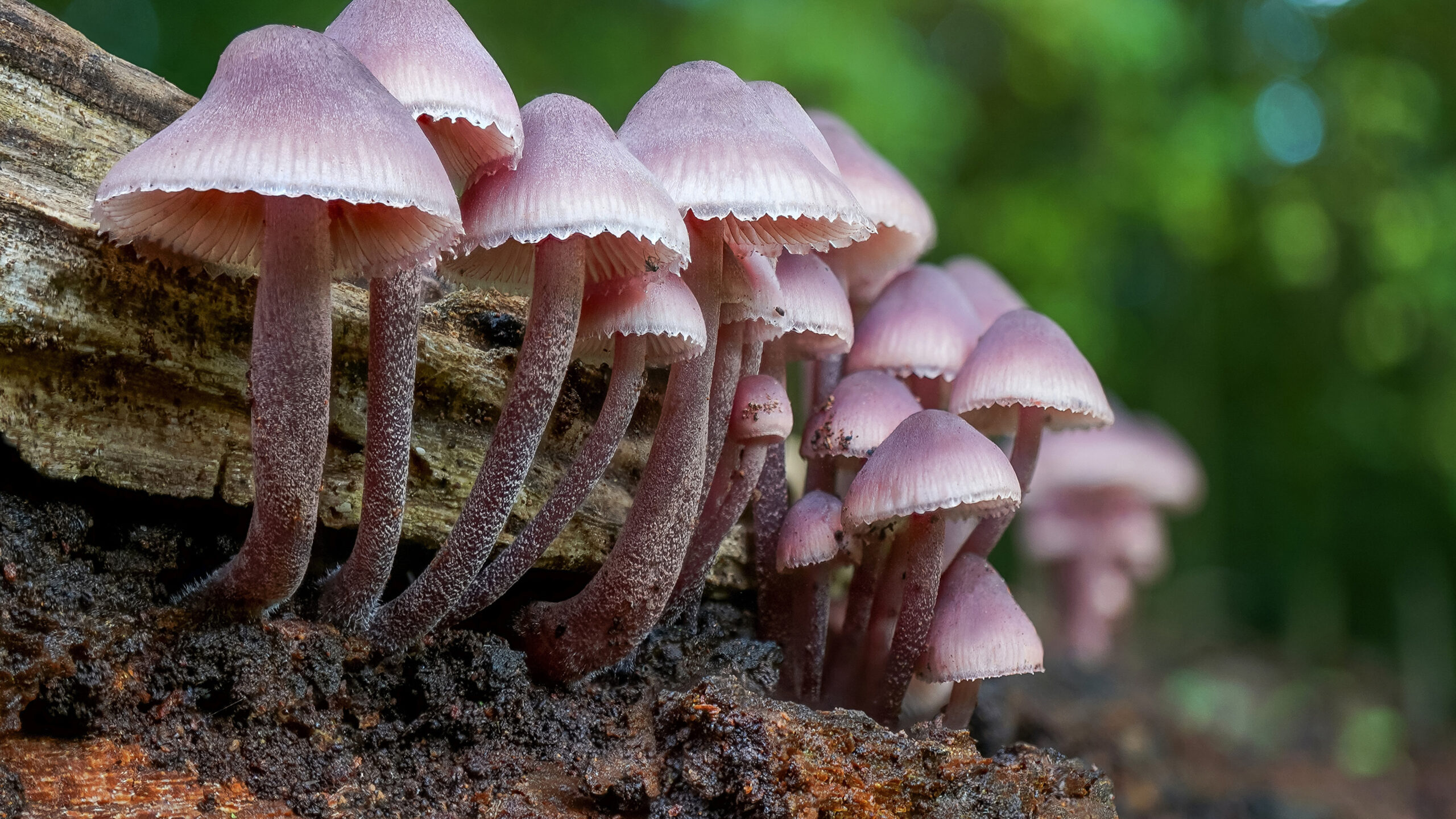 Closeup View OF Piink Mushroom In Green Blur Wallpaper K 2K Nature