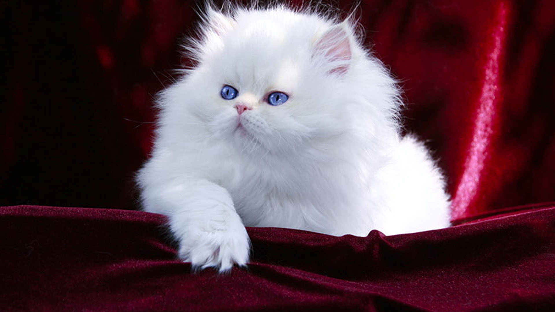Blue Eyes White Persian Cat Kitten Is Sitting On Maroon Velvet Cloth 2K Cat