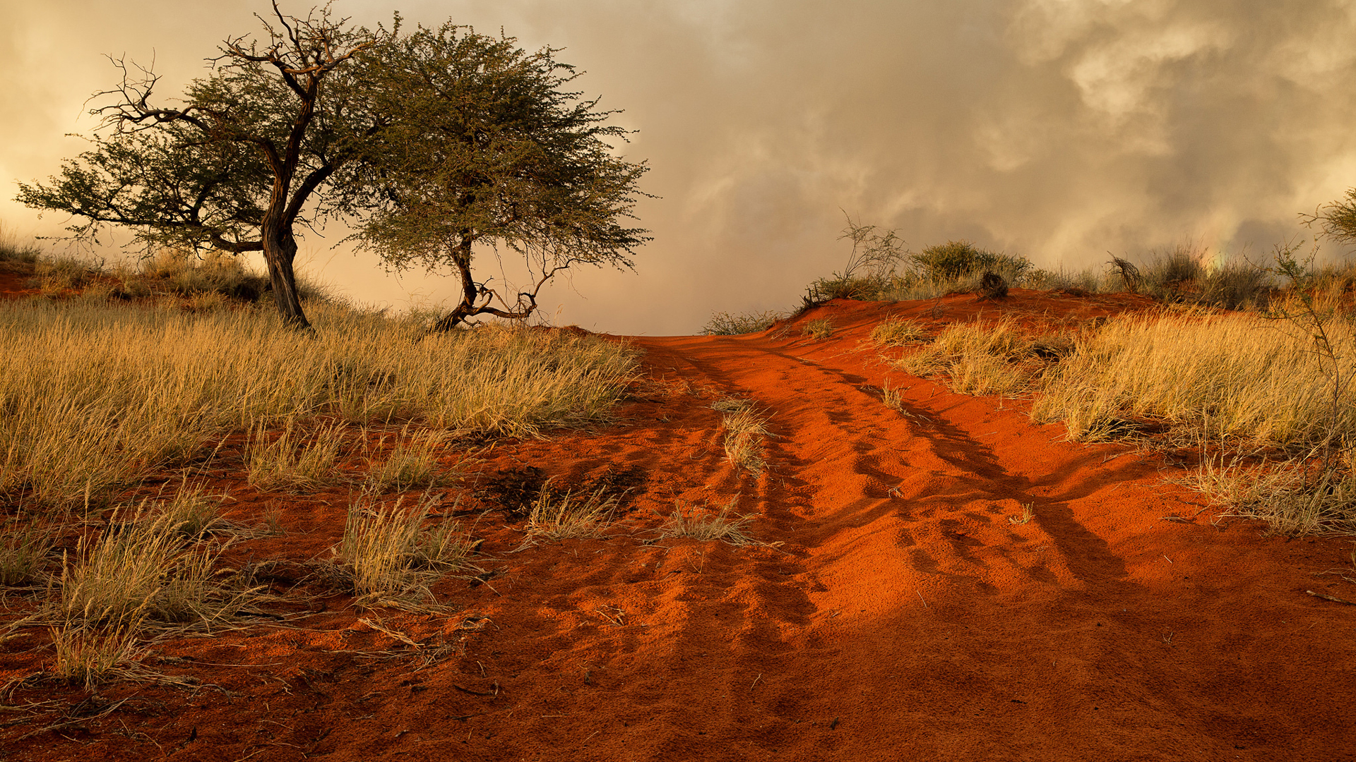 Red Sand Between Dry Grass Field Tree With Sunbeam Under White Clouds Sky 2K Nature