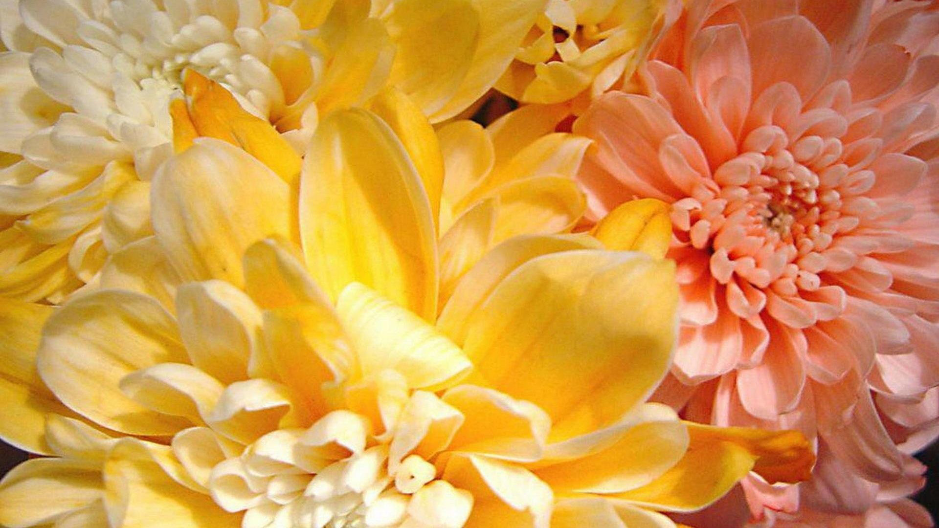 Yellow Orange Flowers Spring Wallpaper 2K Spring Wallpaper