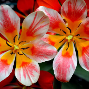 Red Yellow White Flowers 2K Flowers