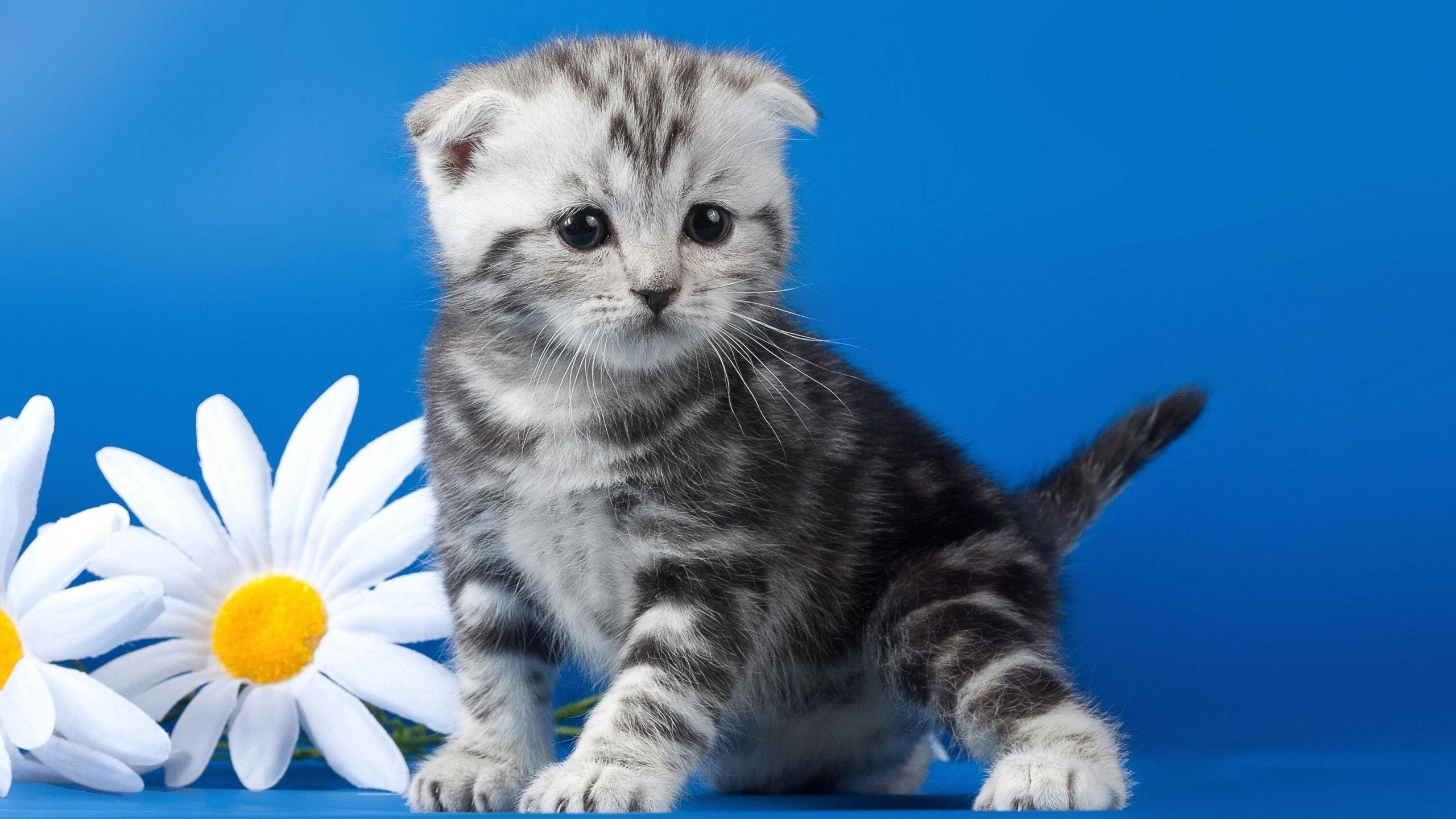 White Black Cat Kitten Is Sitting Near White Flowers In Blue Wallpaper 2K Kitten