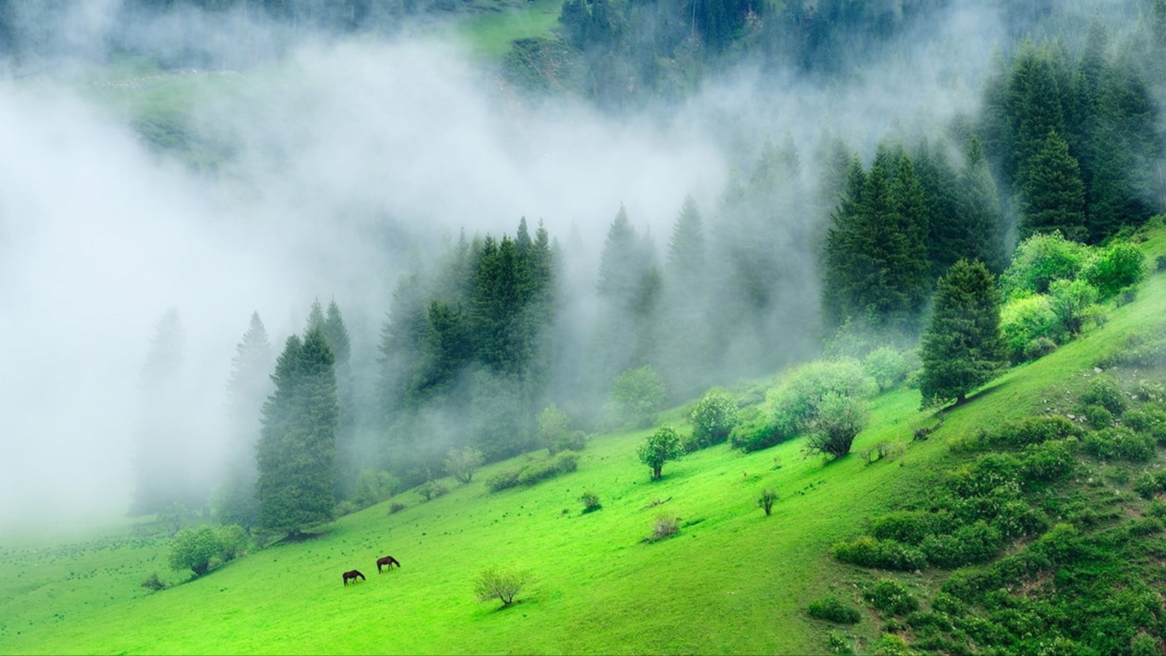 Green Forest Mountain With Mist During Morning Time K 2K Nature