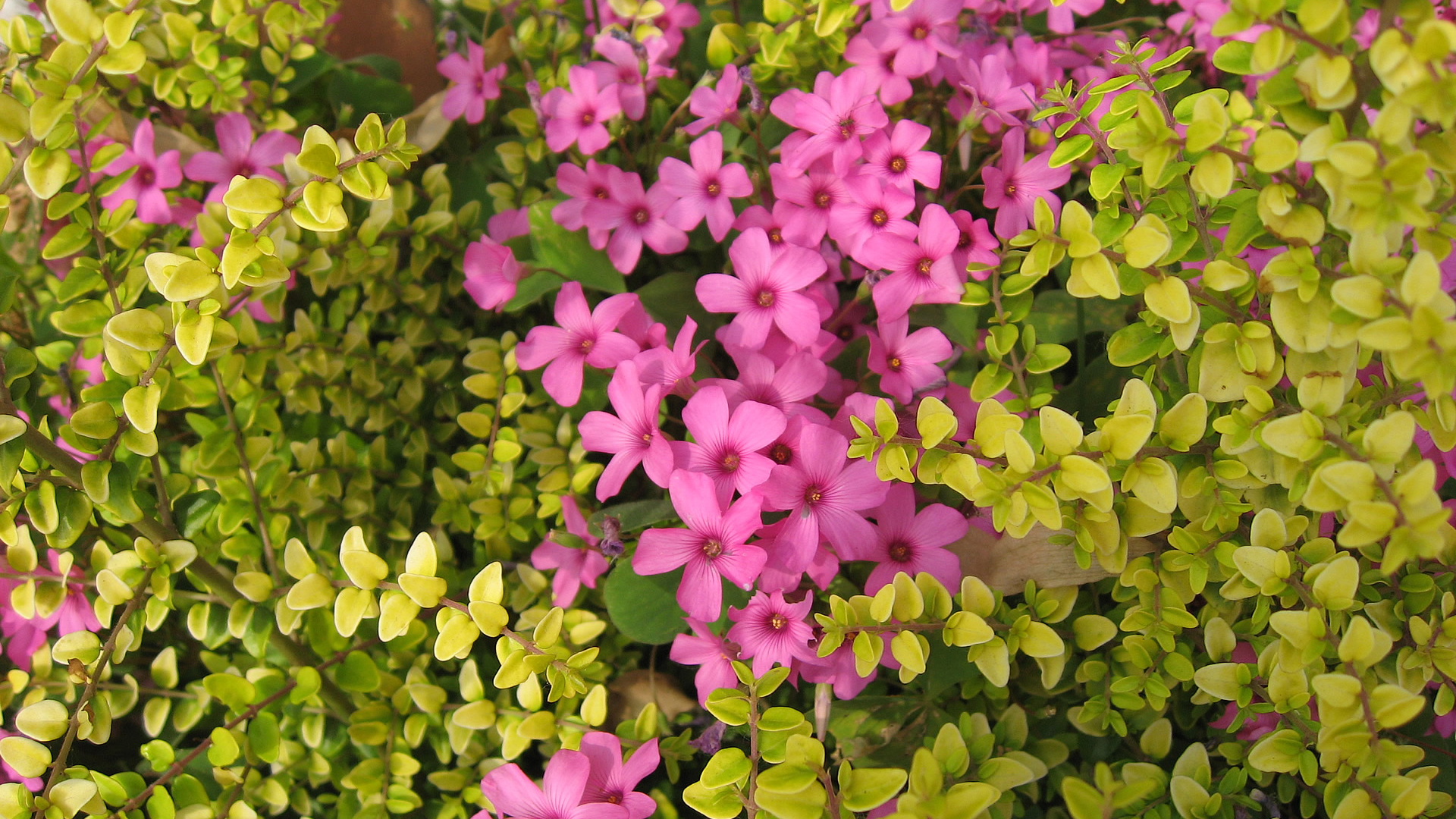 Beautiful Wallpapers Of Pink Flowers With Green Leaves 2K Nature
