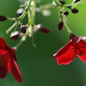 Red Flowers In Green Blur Wallpaper 2K Flowers