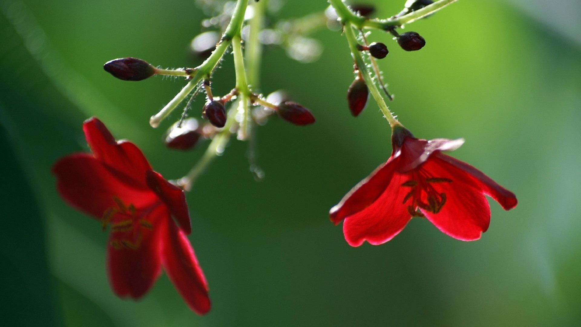 Red Flowers In Green Blur Wallpaper 2K Flowers