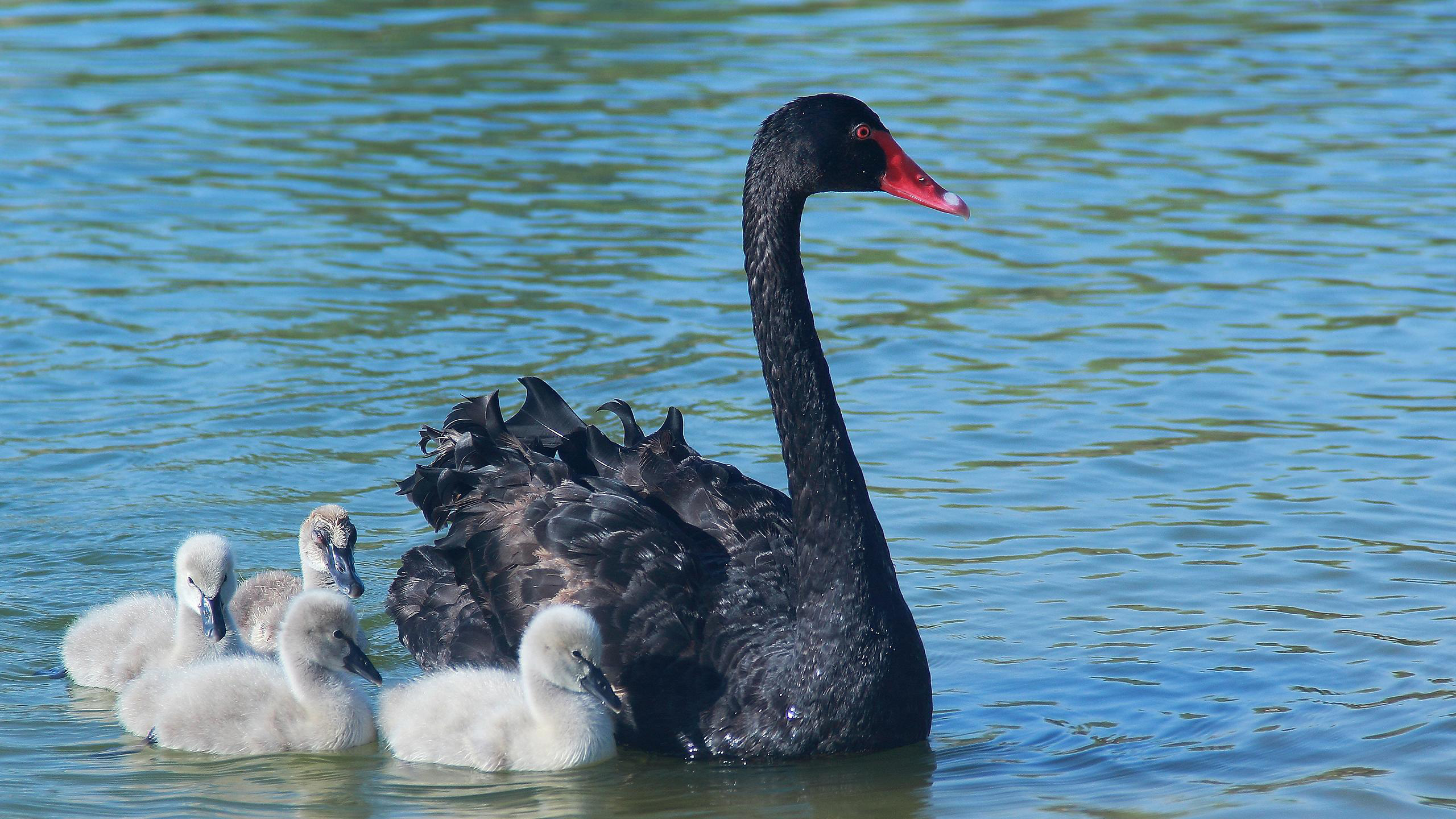 Bird Black Swan And White Chick Swan On Body Of Water During Daytime 2K Animals