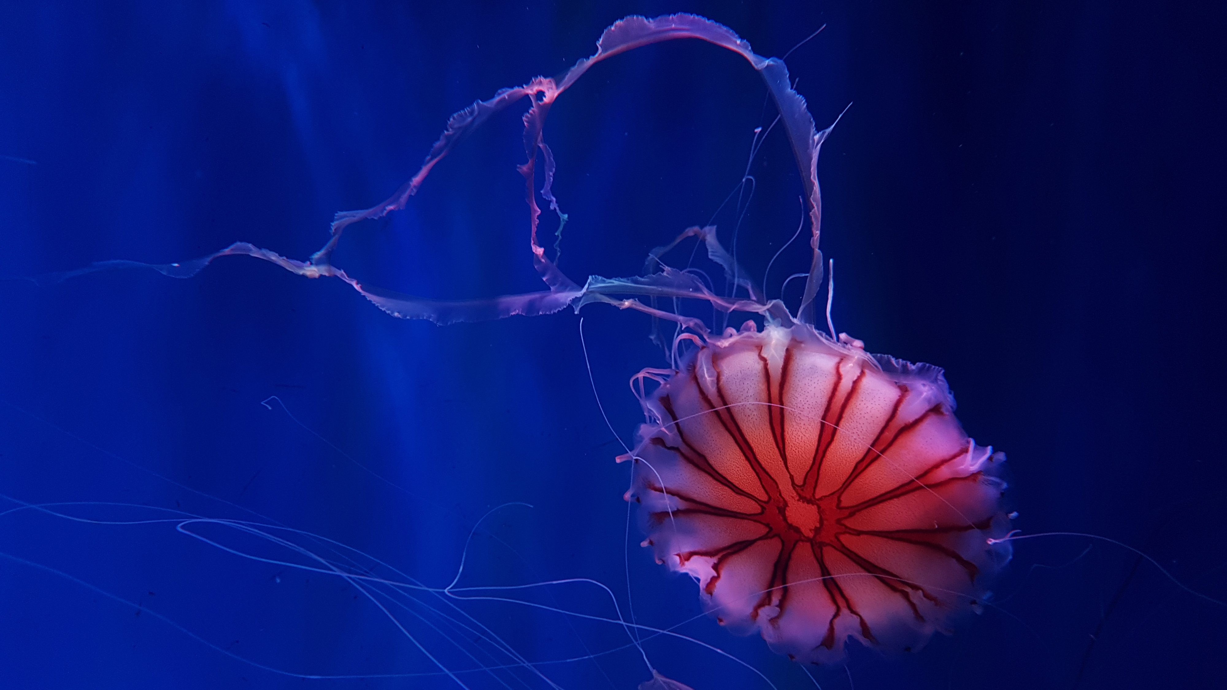 Deep Ocean Jellyfish K