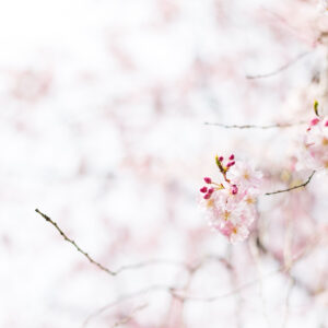 White Wallpaper K K 2K White