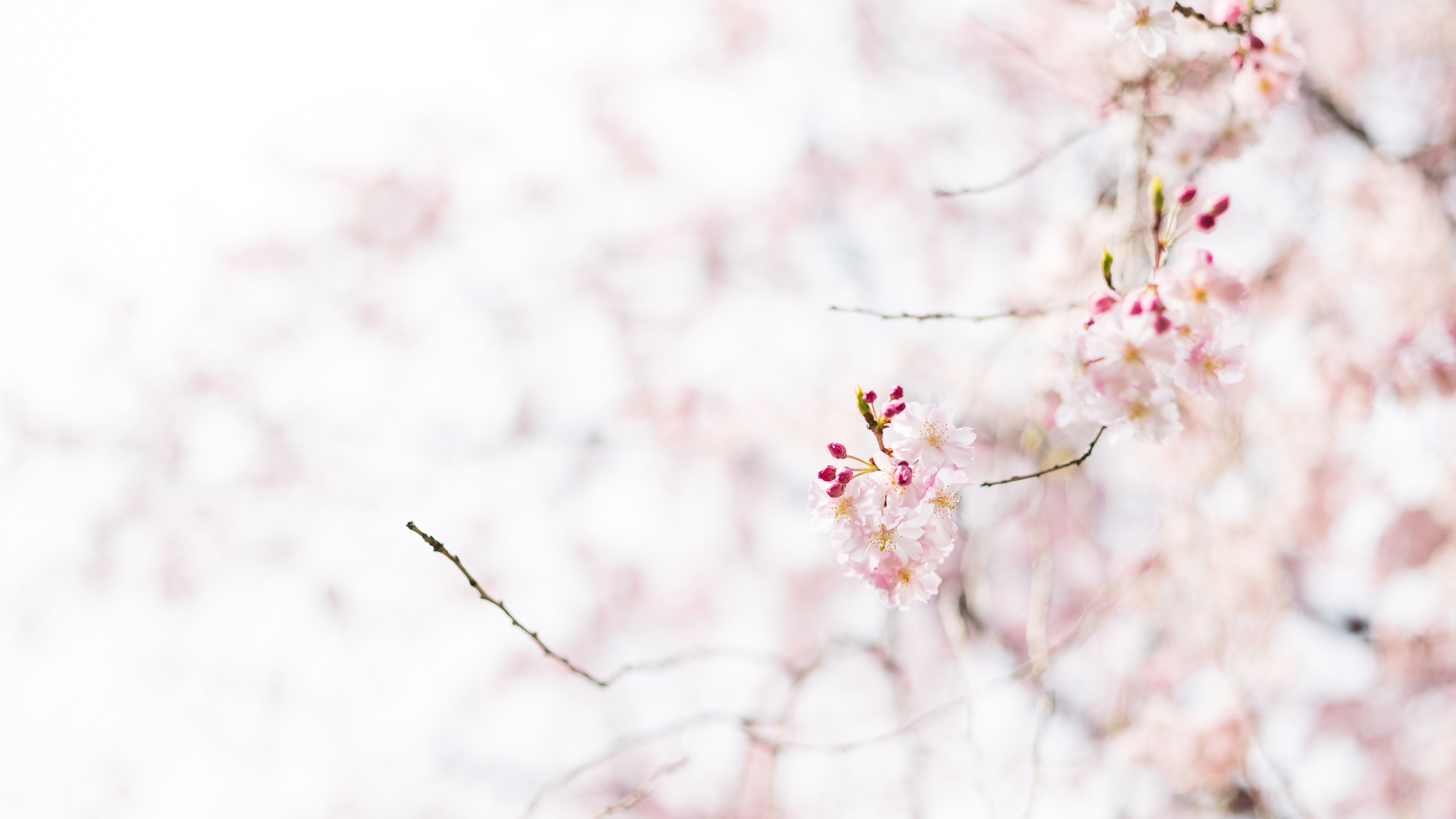 White Wallpaper K K 2K White