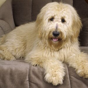 Goldendoodle