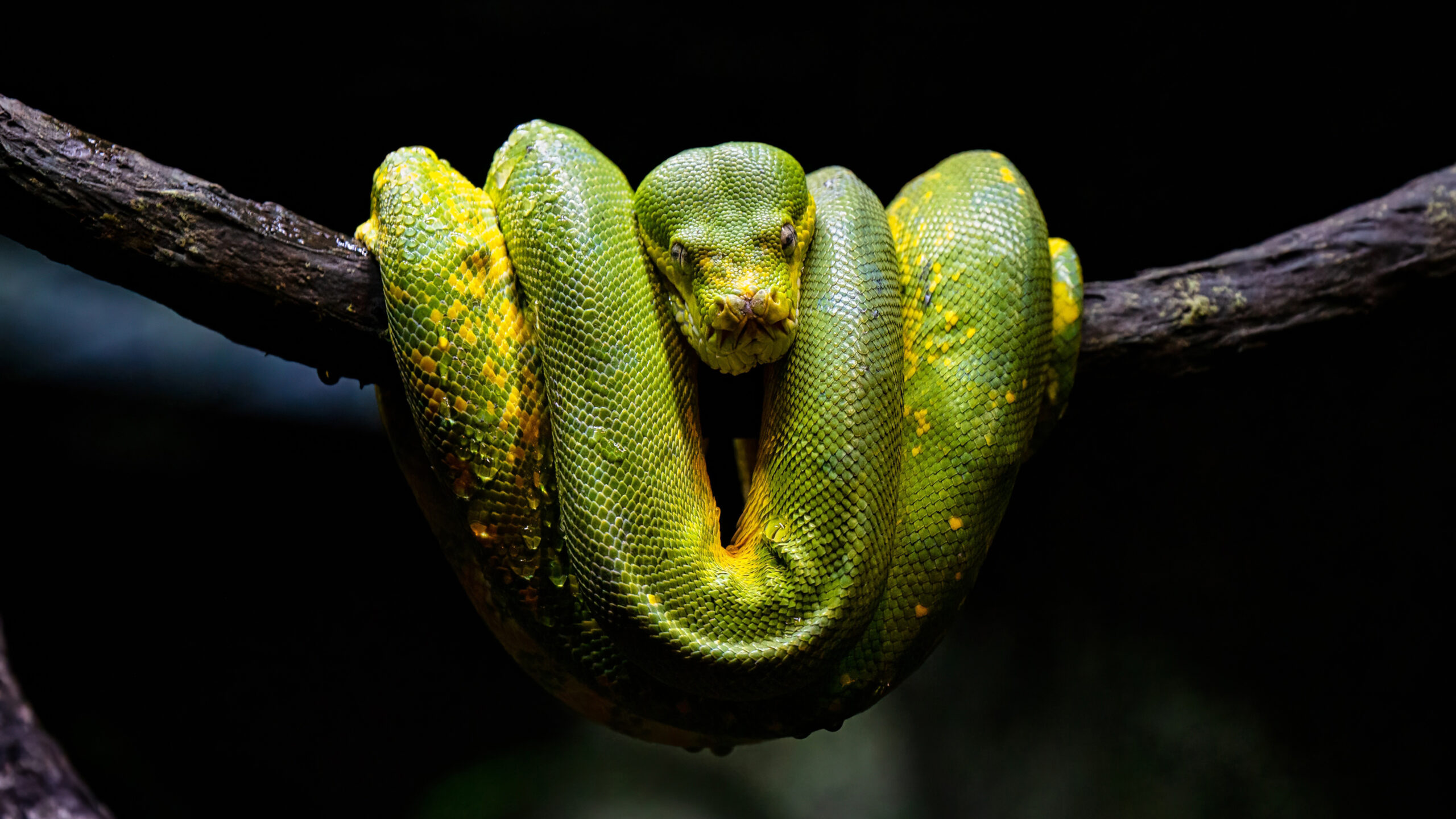 Green Yellow Python Snake On Tree Branch In Black Wallpaper K 2K Snake