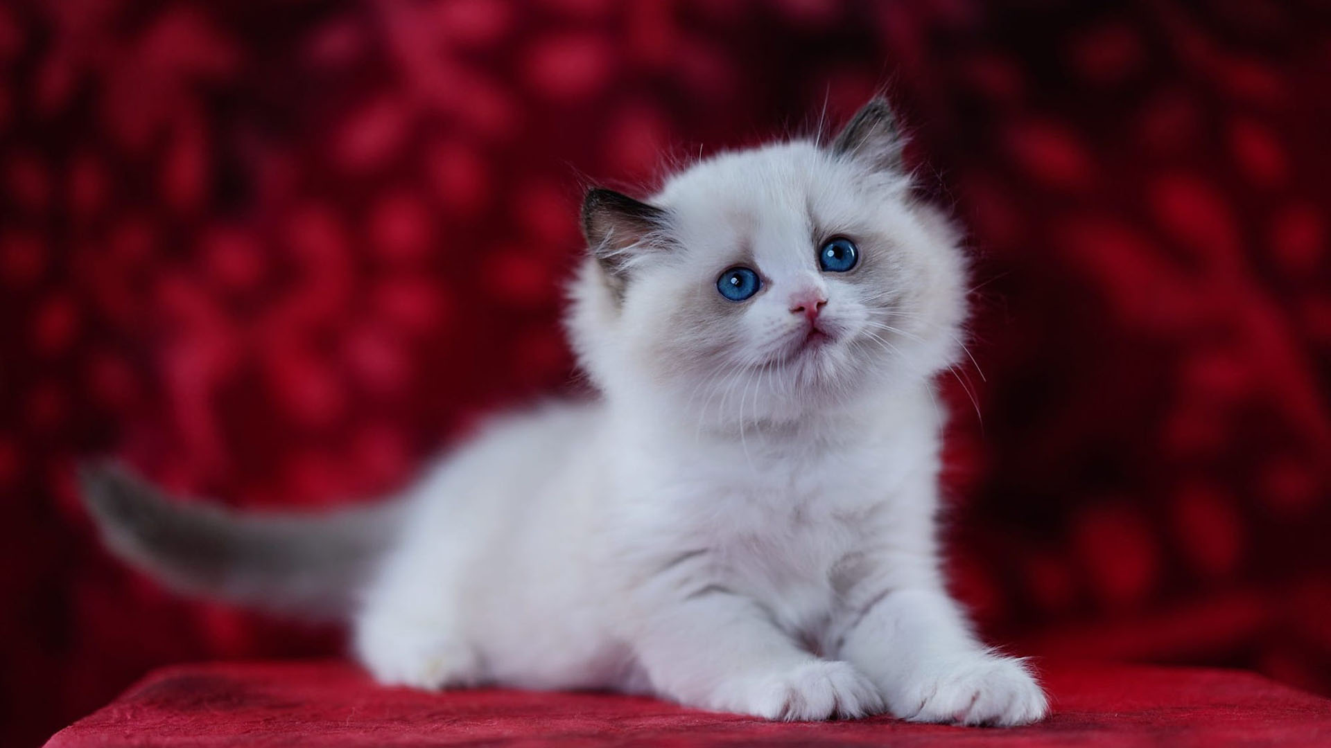 Blue Eyes White Fur Cat Kitten Is Sitting On Red Cloth Table 2K Cat