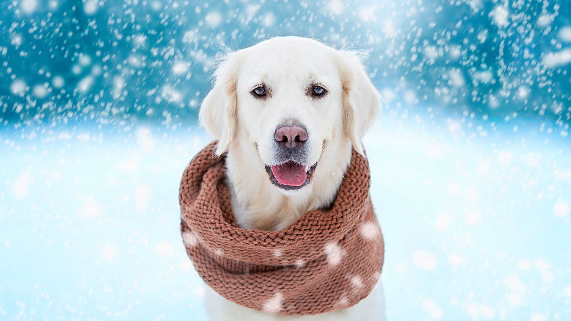 White Golden Retriever Dog With Brown Woolen Knitted Muffler In Snowfall Wallpaper 2K Dog