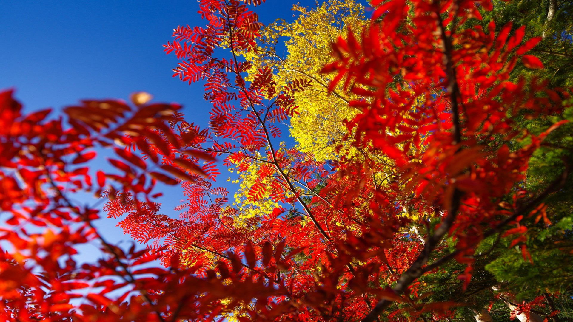 Red Yellow Green Autumn Fall Trees Leaves Branches Under Blue Sky 2K Fall