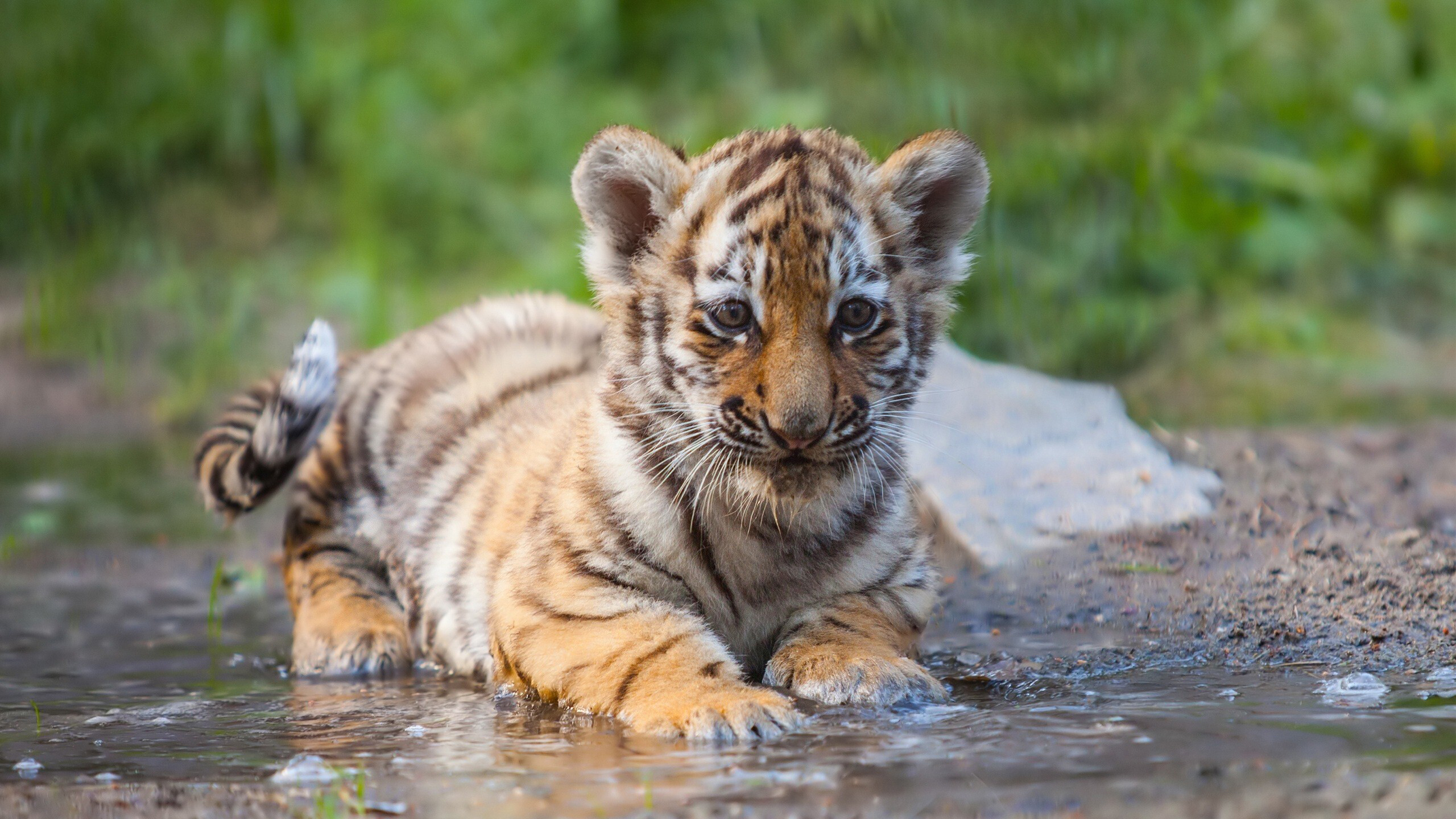 Charming Tiger Cub Is Sitting On Water 2K Tiger