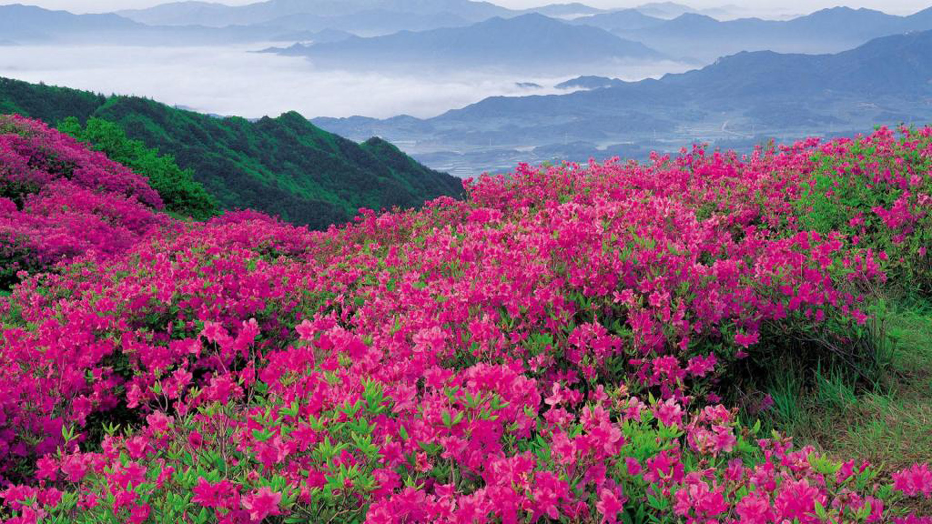 Bright Pink Spring Flowers In The Mountains 2K Flowers