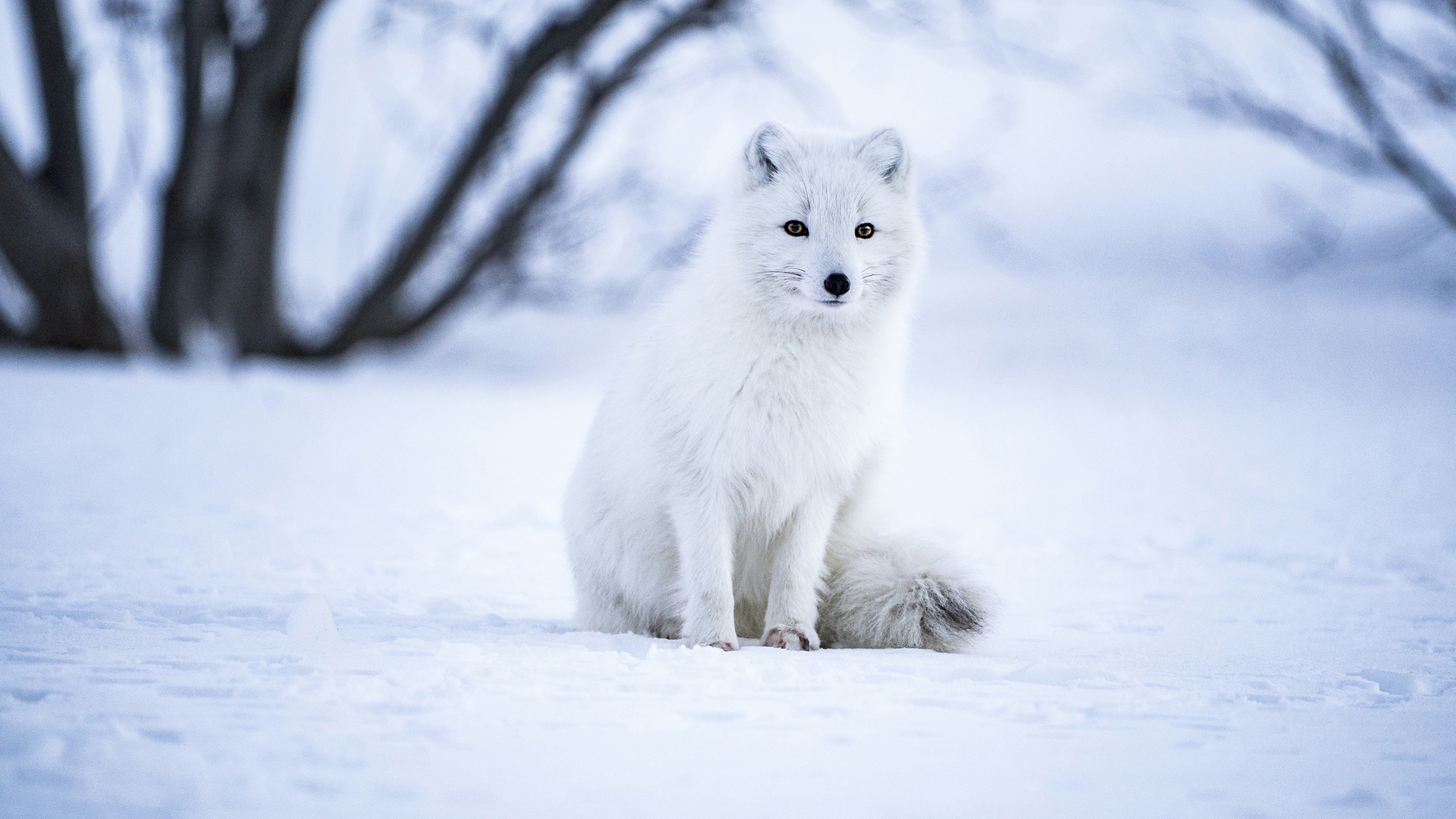 Arctic Fox Is Sitting On Snow 2K Animals