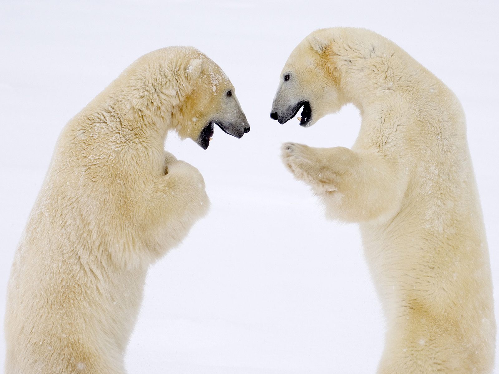 Male Bears Sparring Canada