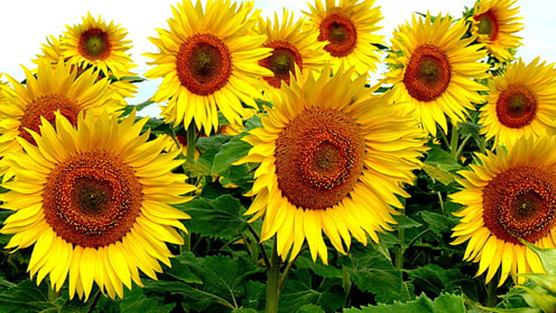 Closeup View Of Yellow Sunflowers 2K Sunflower