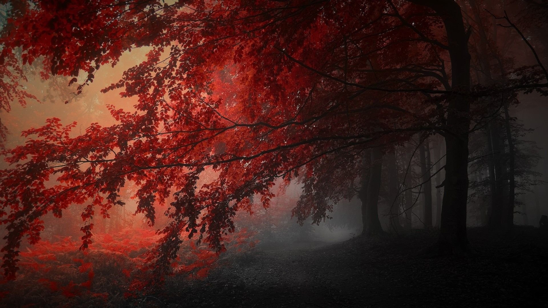 Red Autumn Trees In The Forest 2K Dark Aesthetic