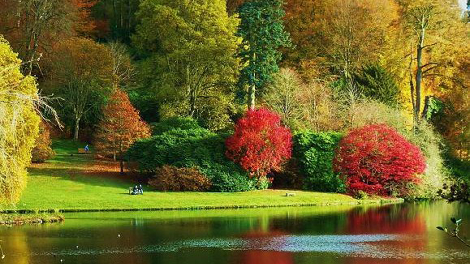 Colorful Fall Autumn Trees Bushes Green Grass Field Reflection On River During Daytime 2K Autumn