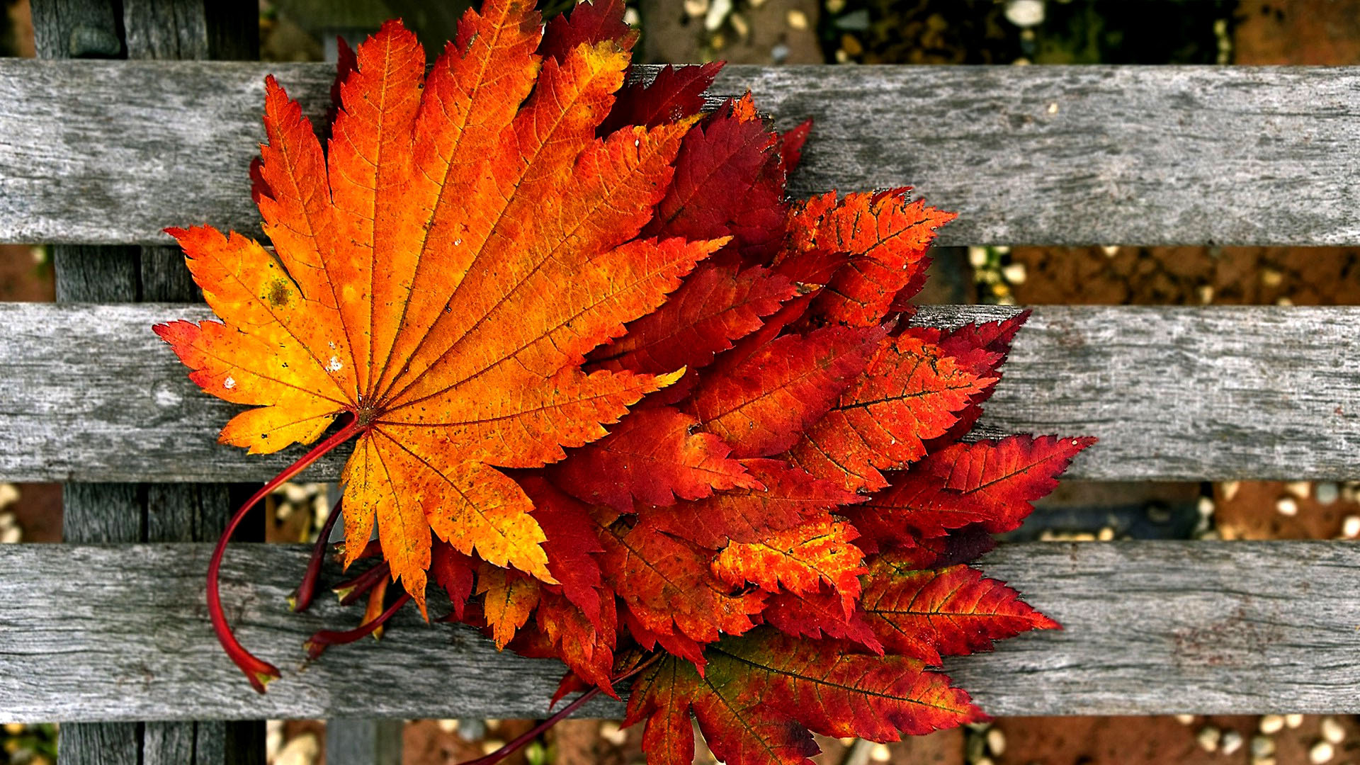 Red Yellow Autumn Fall Leaves On Wood Piece 2K Fall