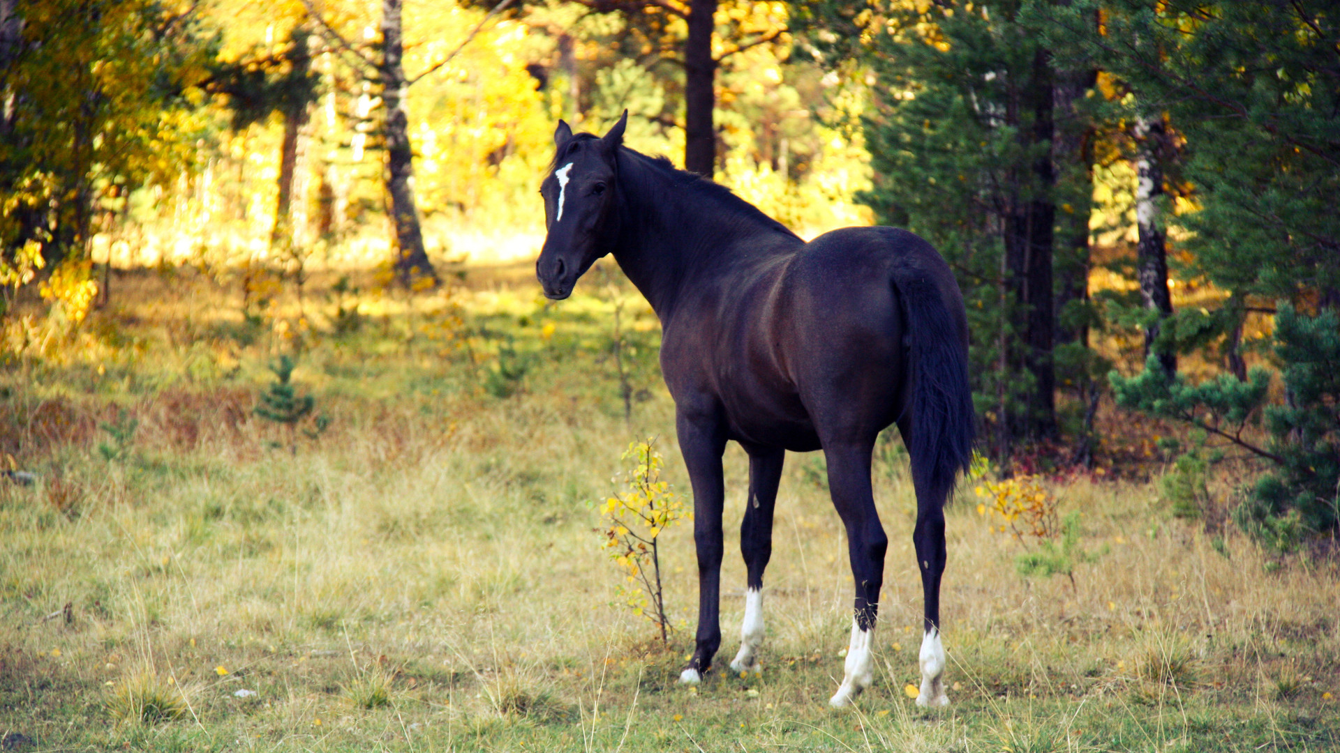 Black Horse With Wallpaper Of Trees 2K Horse