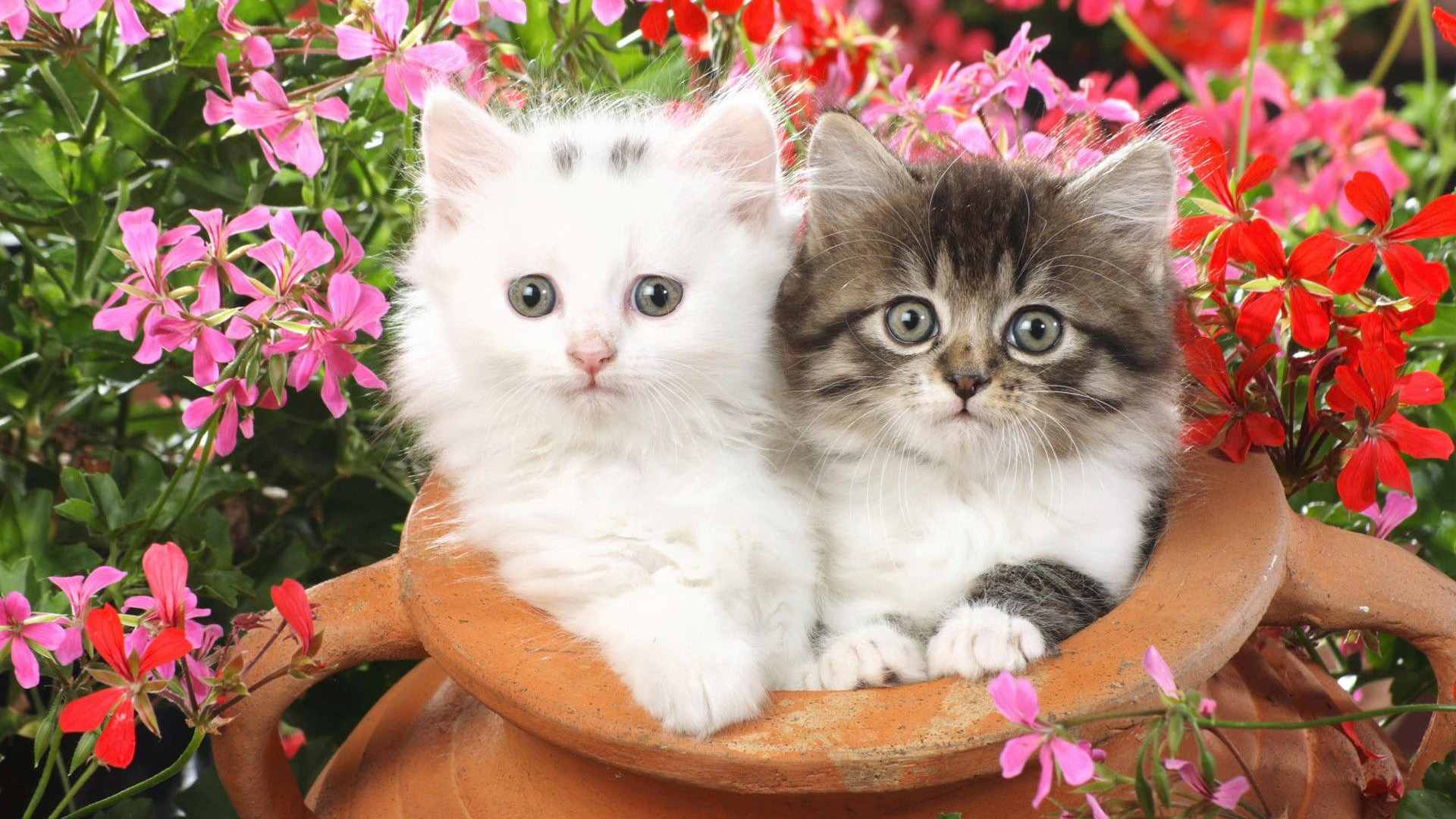 White Black Cat Kittens Are Standing Inside Sand Pot 2K Cute Cat