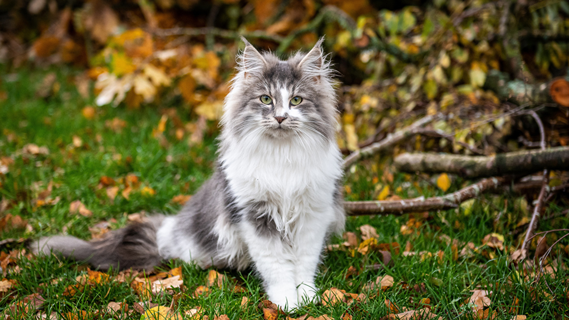 Yellow Eyes Black White Cat With Stare Look Is Sitting On Grass In Blur Wallpaper 2K Cat