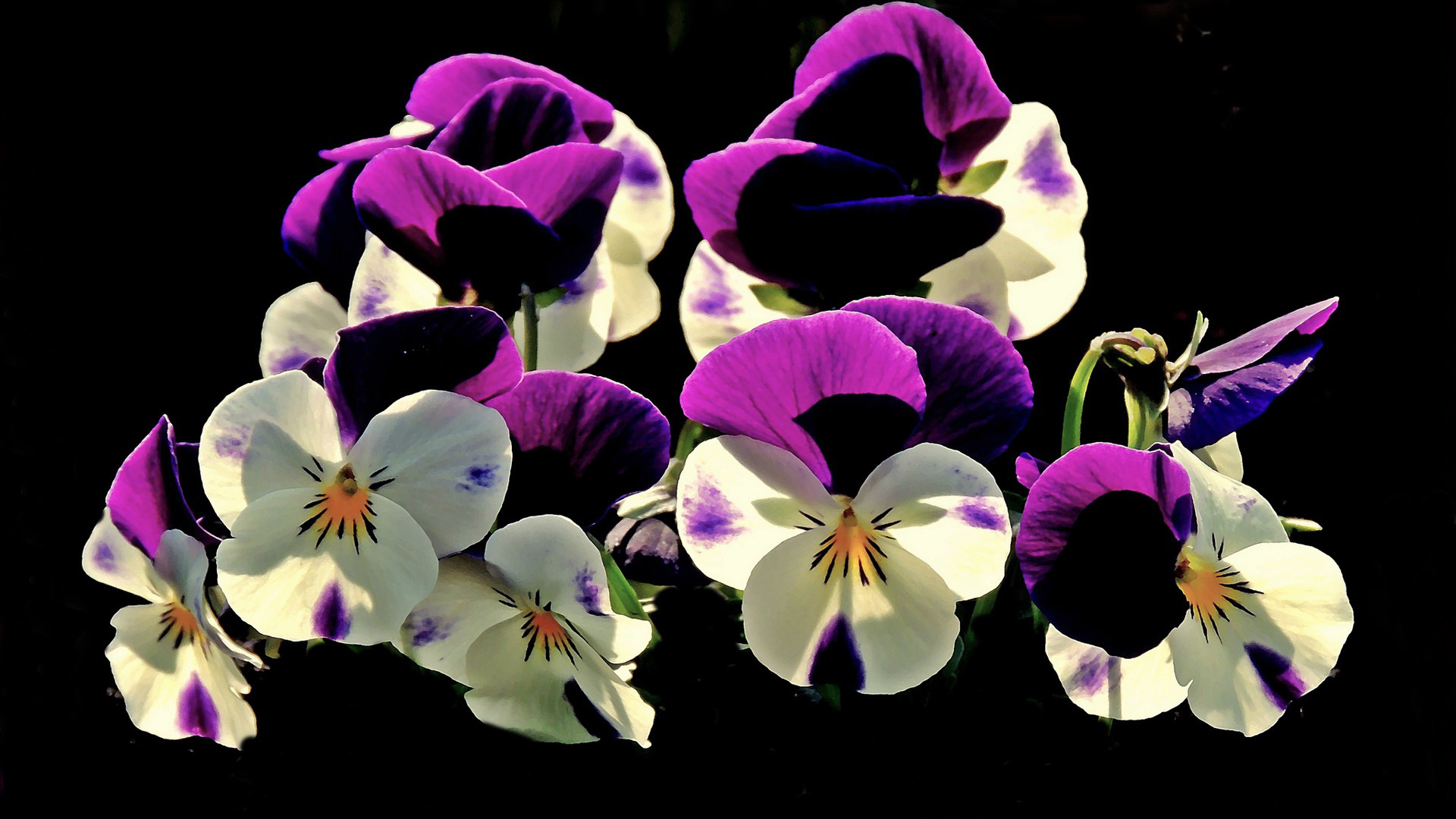 Purple White Pansy Flowers In Black Wallpaper 2K Flowers