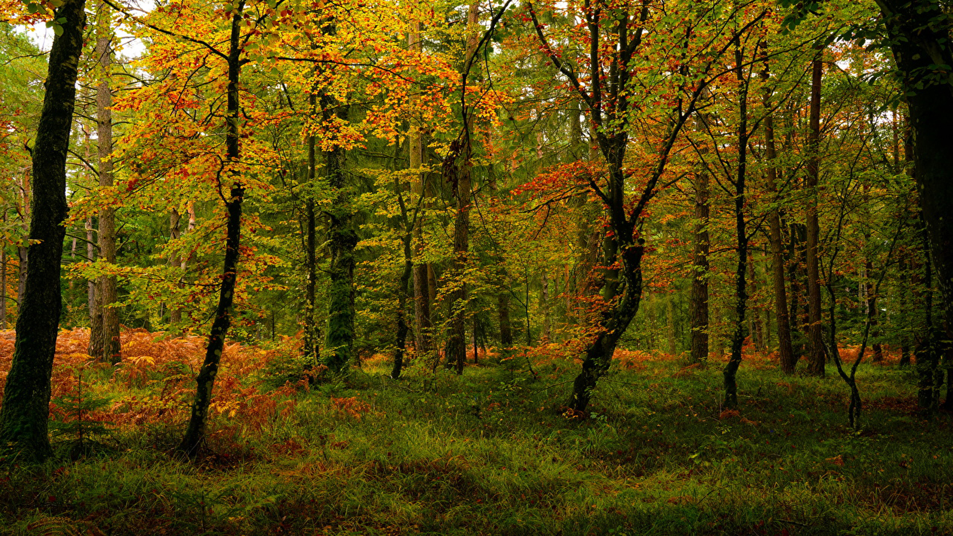 Red Yellow Green Autumn Trees Forest Grass Field 2K Autumn