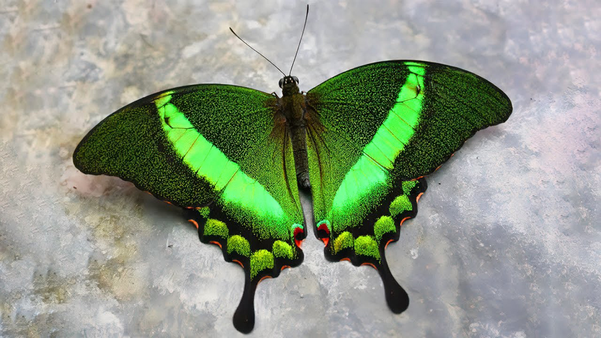 Closeup View Of Green Black Design Butterfly On Marble 2K Green