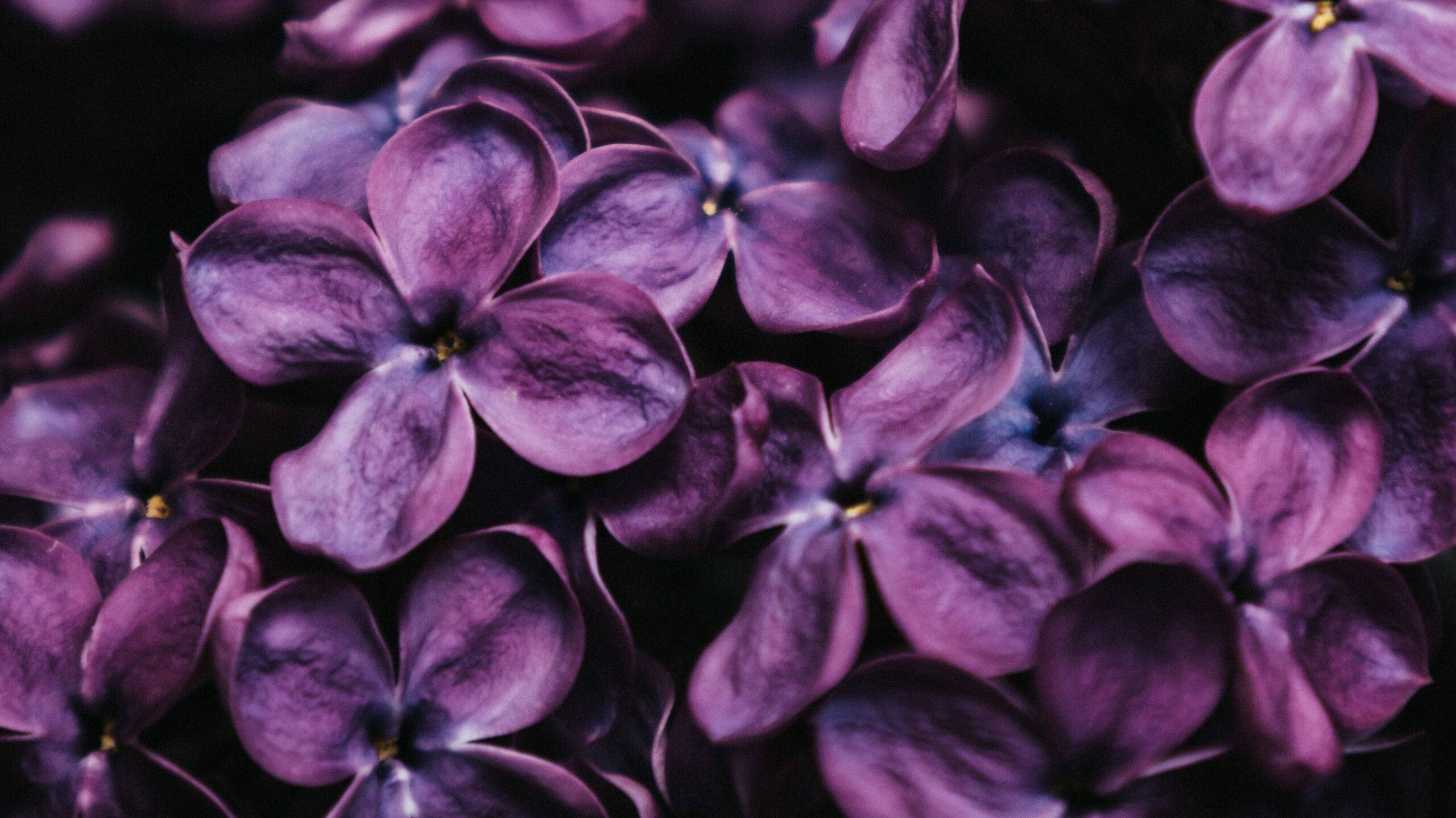 Dark Purple lilac Spring Flowers K 2K Flowers