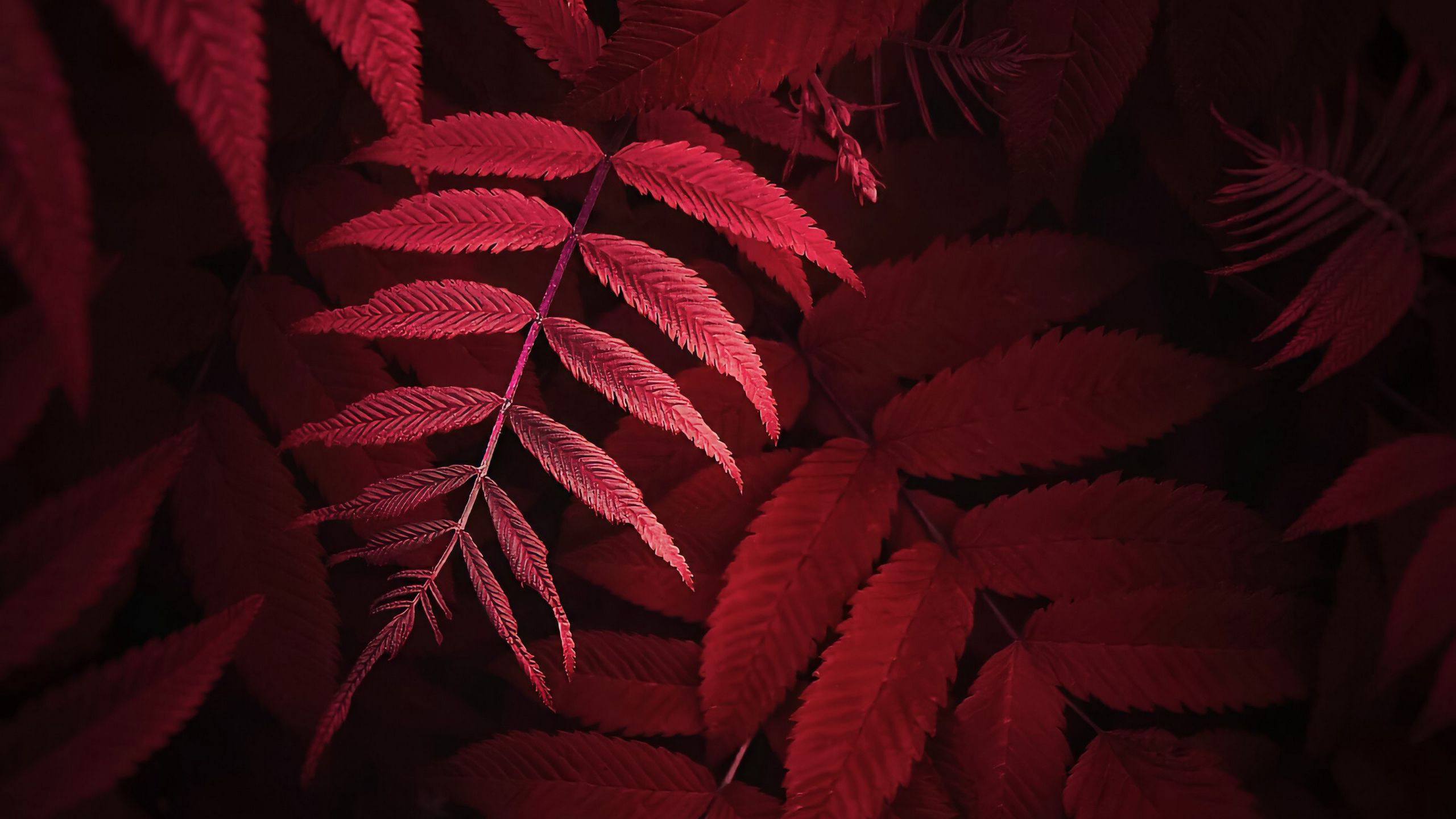 Closeup Photo Of Red Leaves Plant 2K Nature
