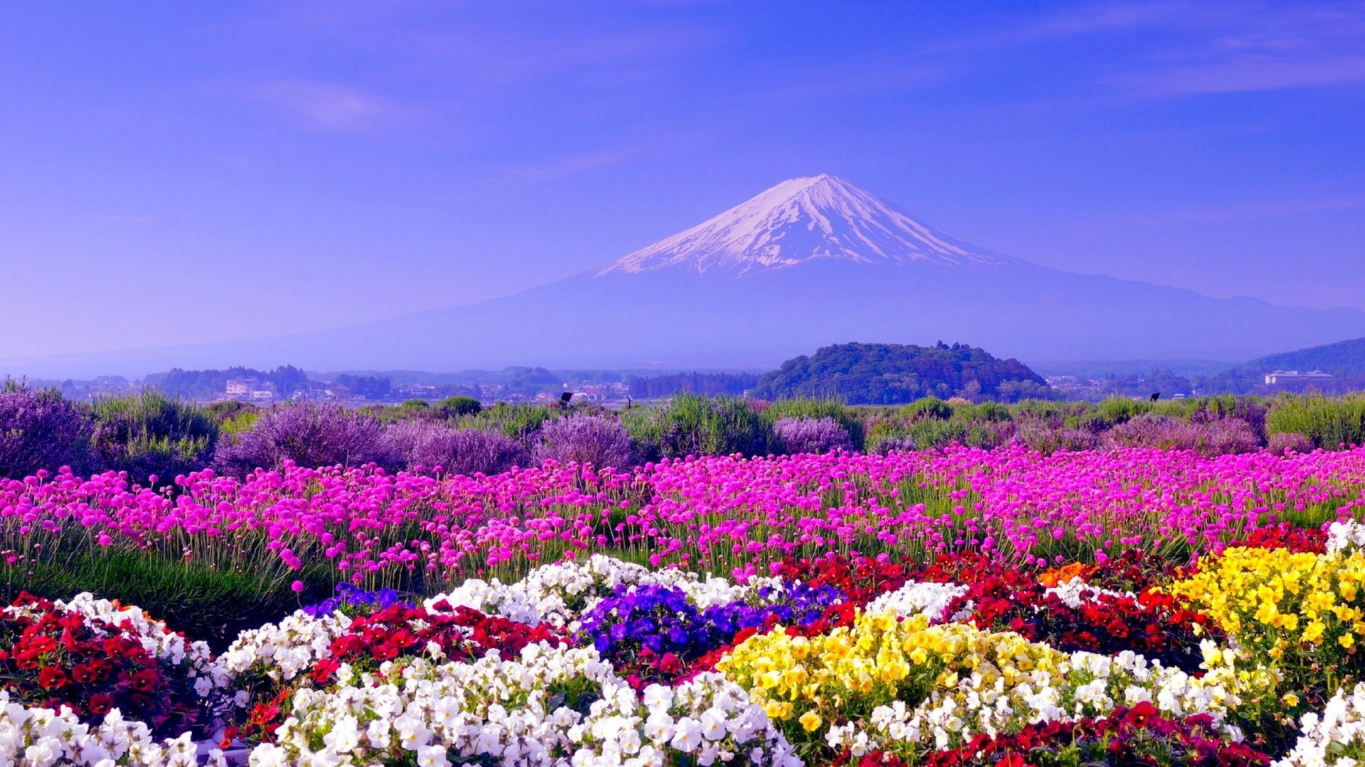 Colorful Flowers Field With Landscape View Of Snow Covered Mountains 2K Flowers