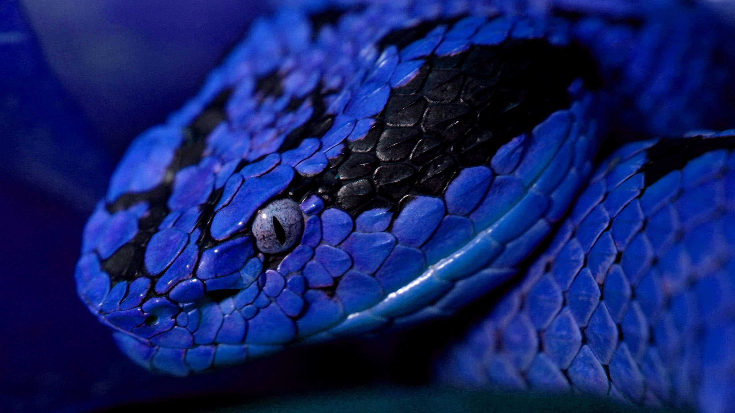 Closeup View Of Blue Black Python Snake 2K Animals