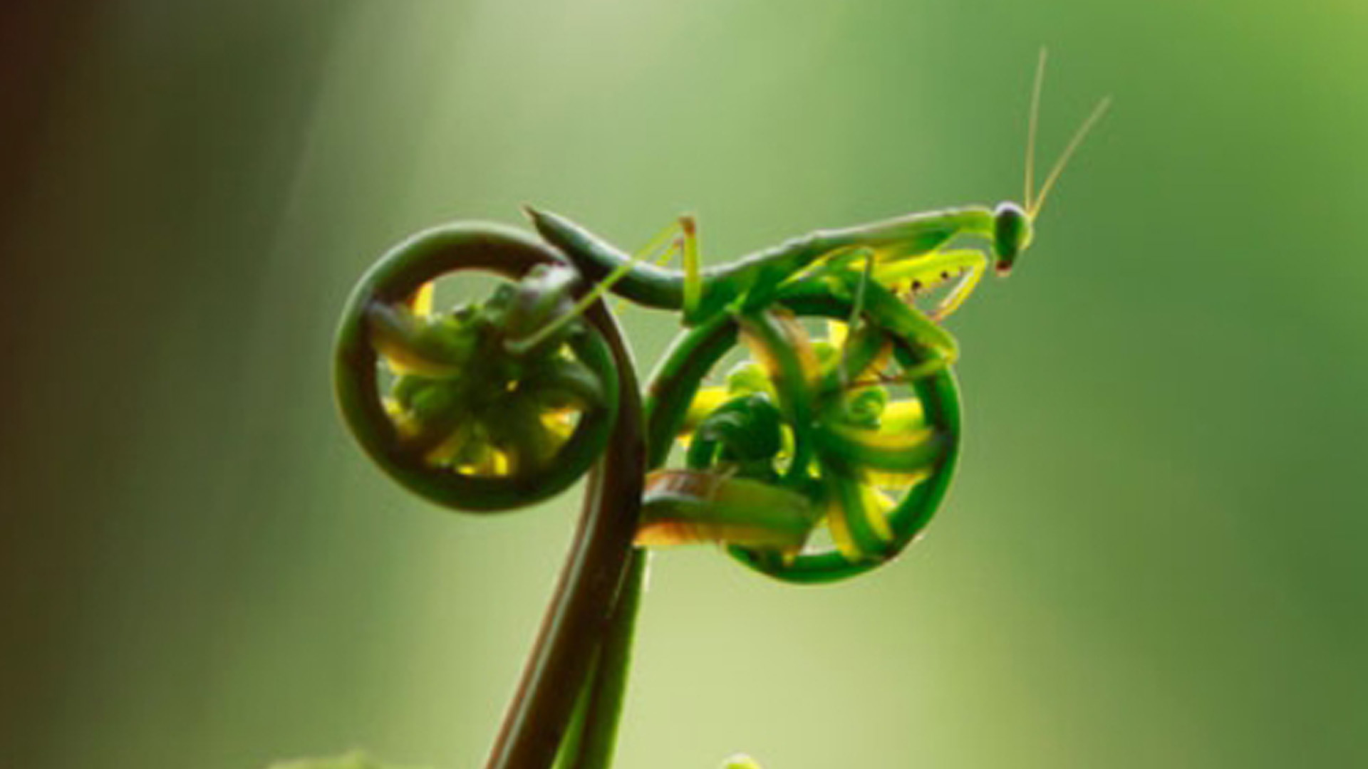 Photography Of Grasshopper In Light Green Wallpaper 2K Photography