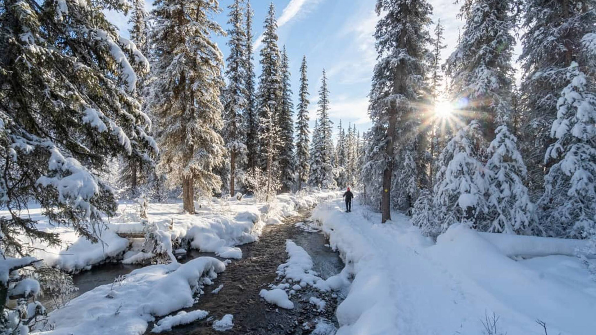 Sunlight Through Snow Covered Spruce Trees Forest Frost River During Daytime 2K Winter